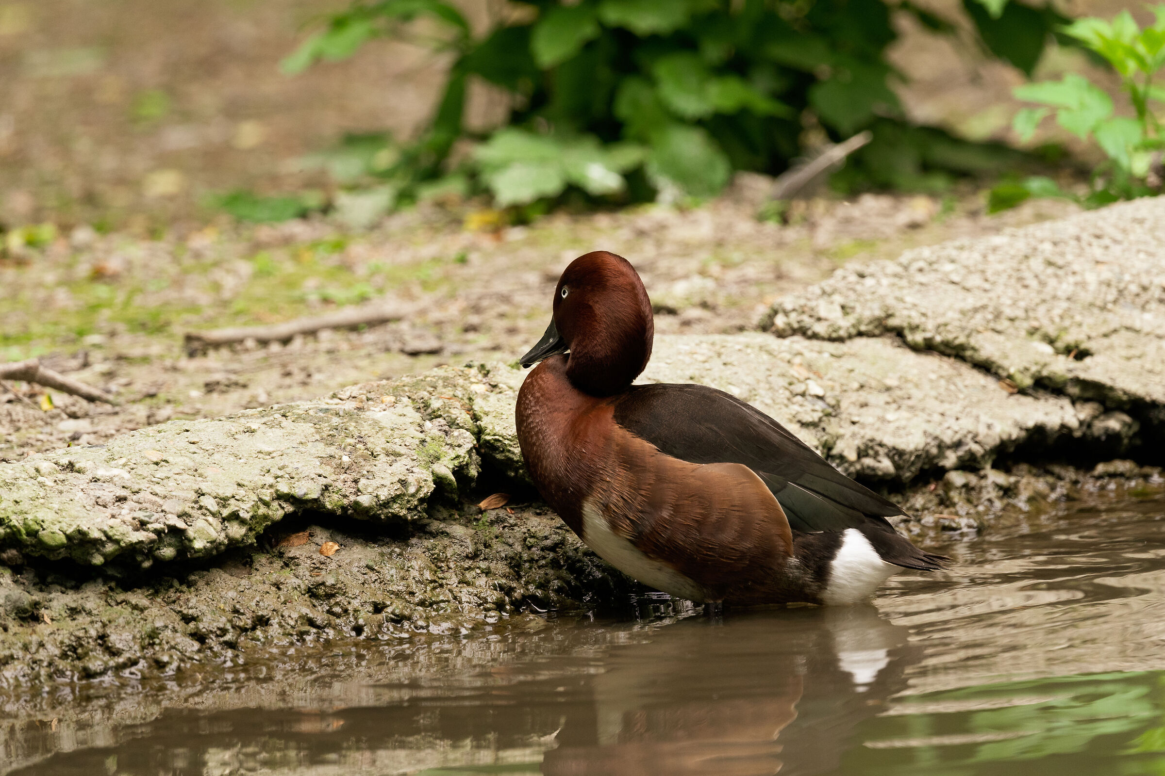 Centro Cicogne Racconigi - Moretta Tabaccata #1