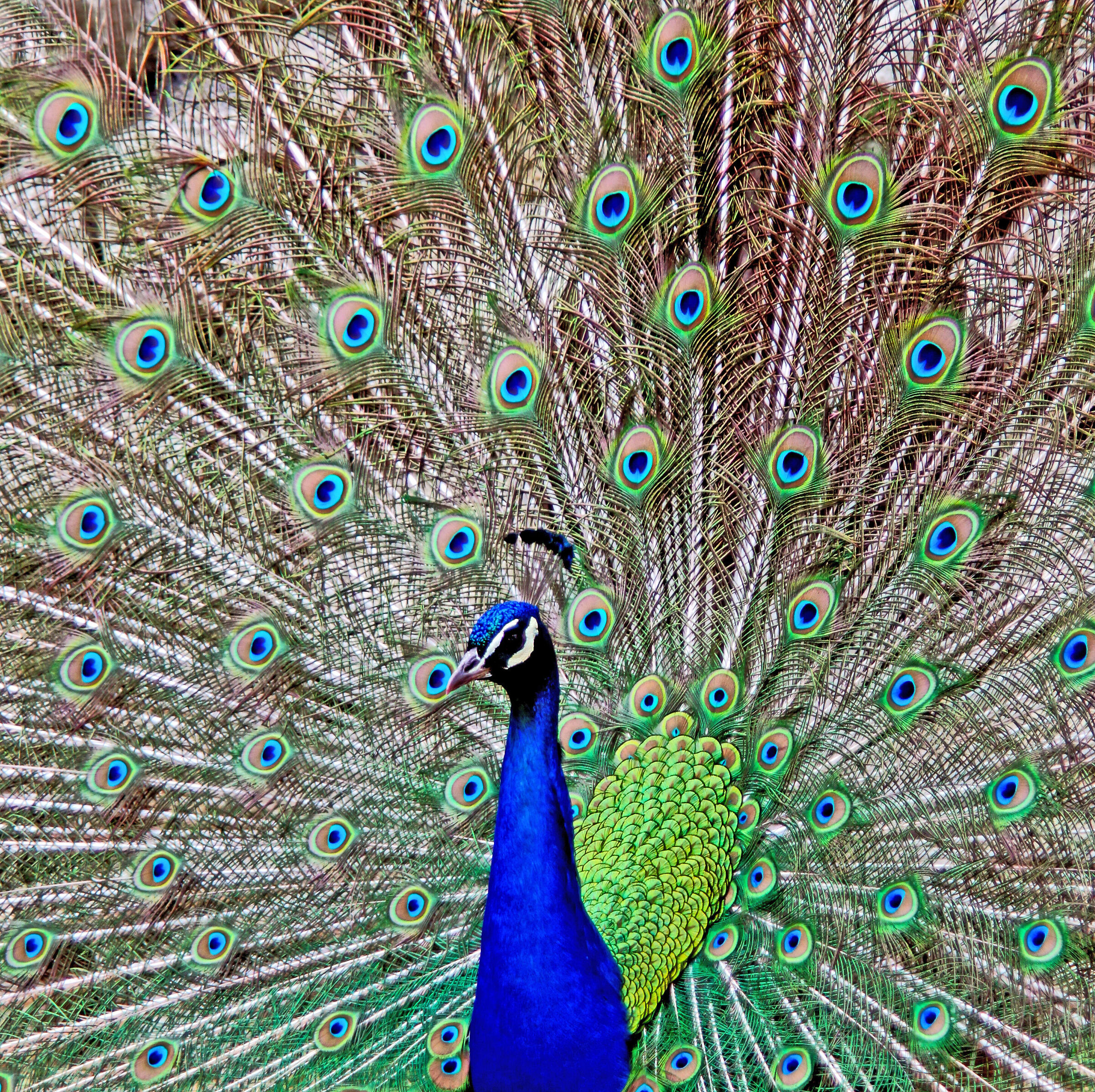 Ischitan Peacock