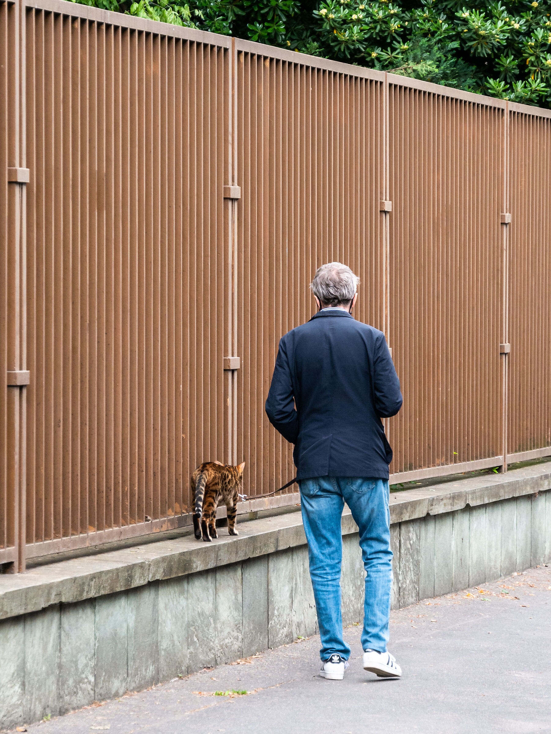 Cat on a Leash - Milan