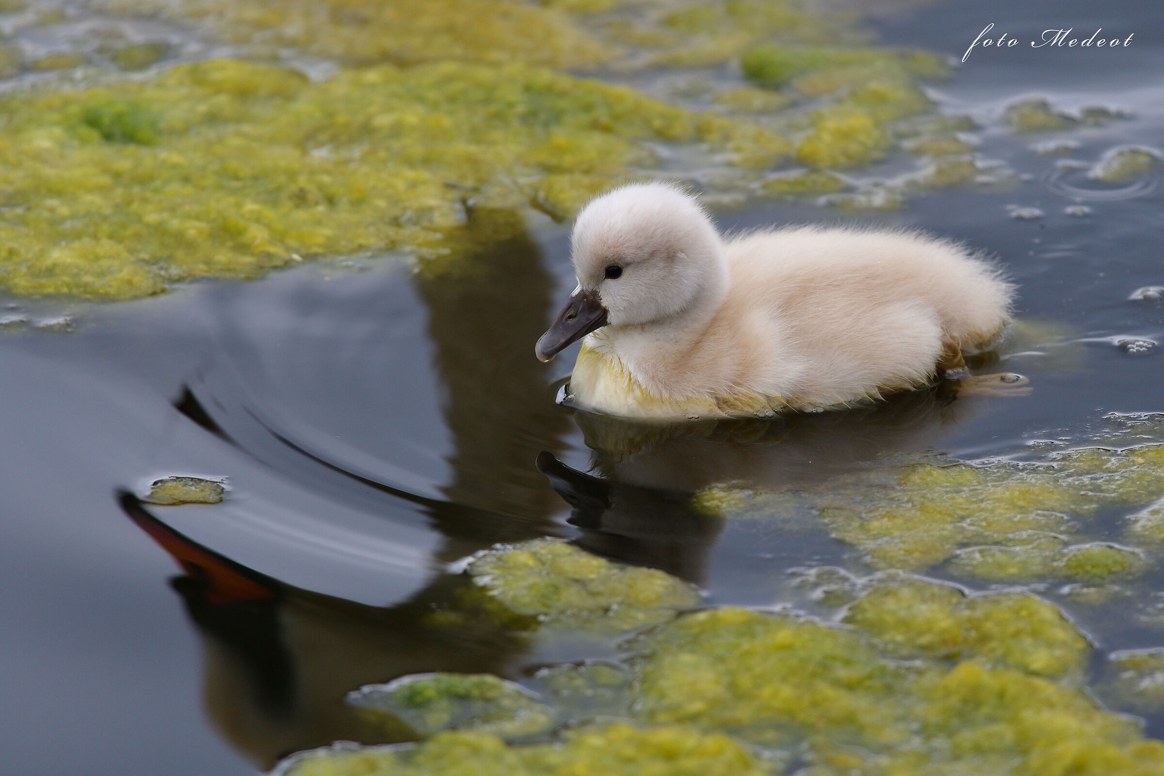 Diventerò come mamma