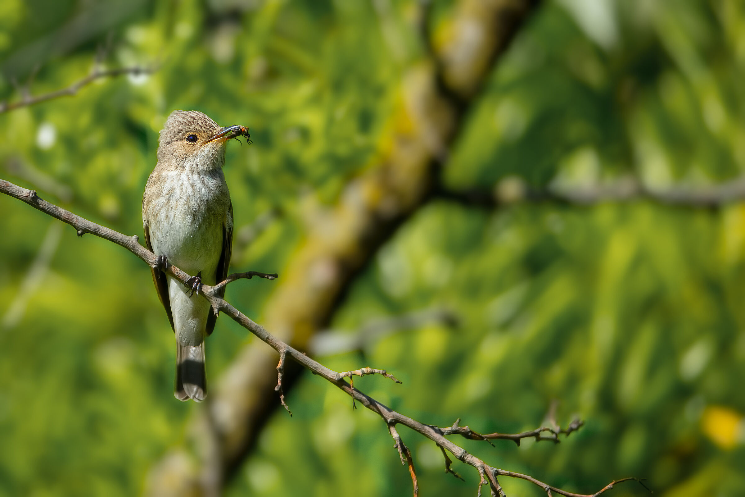 Pigliamosche con...mosca