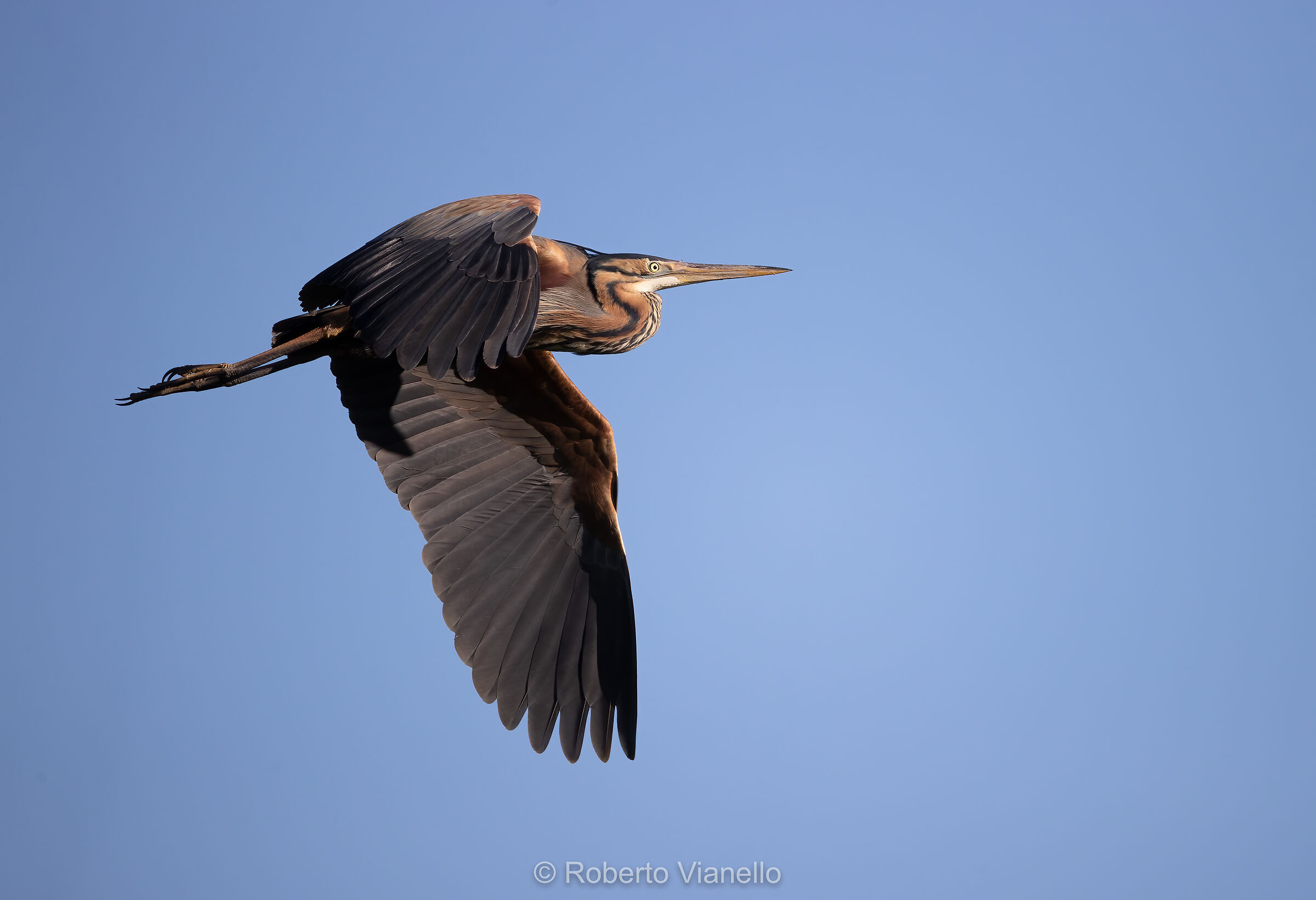 Airone rosso (Ardea purpurea)