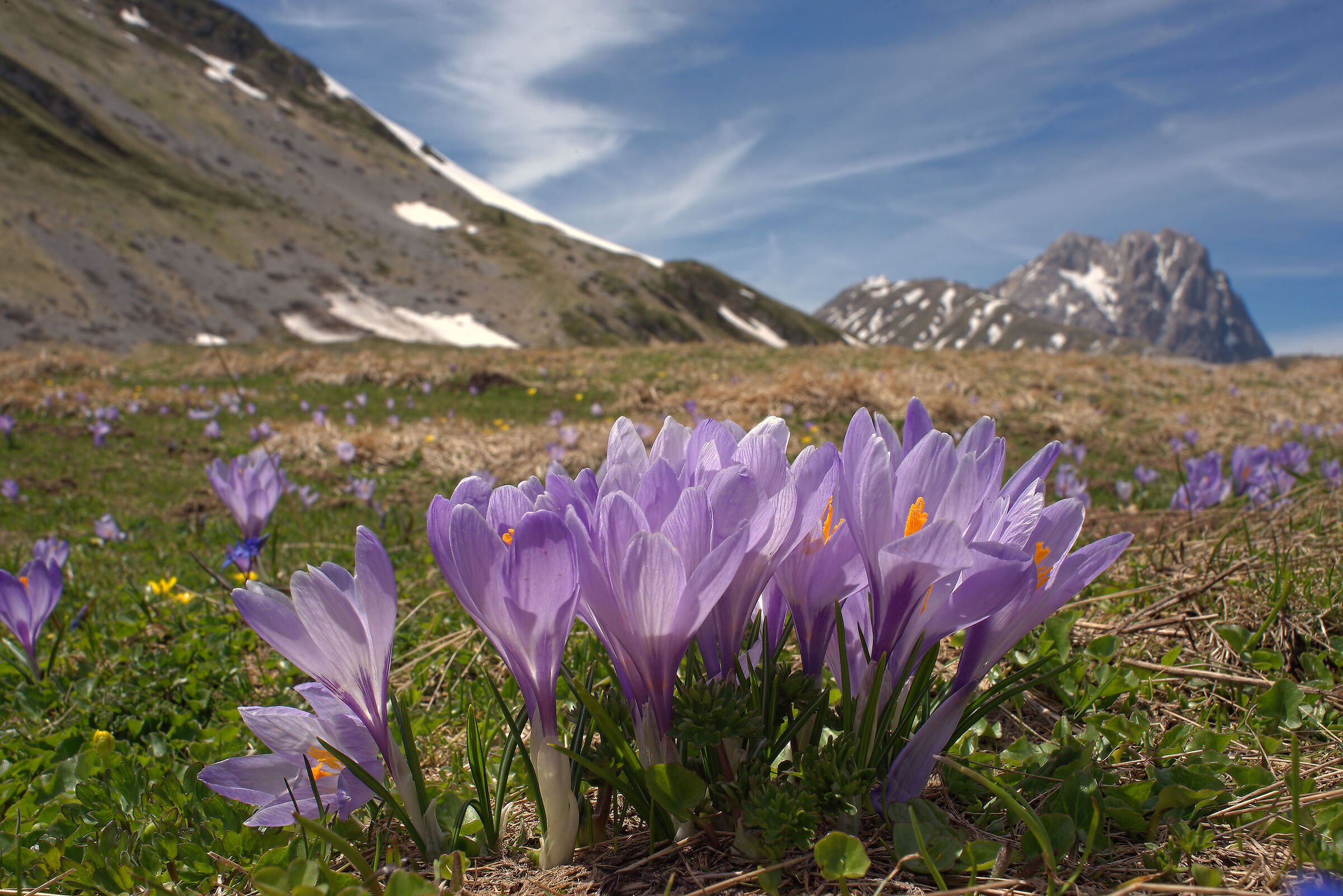 Fioritura di crocus a Campo Imperatore