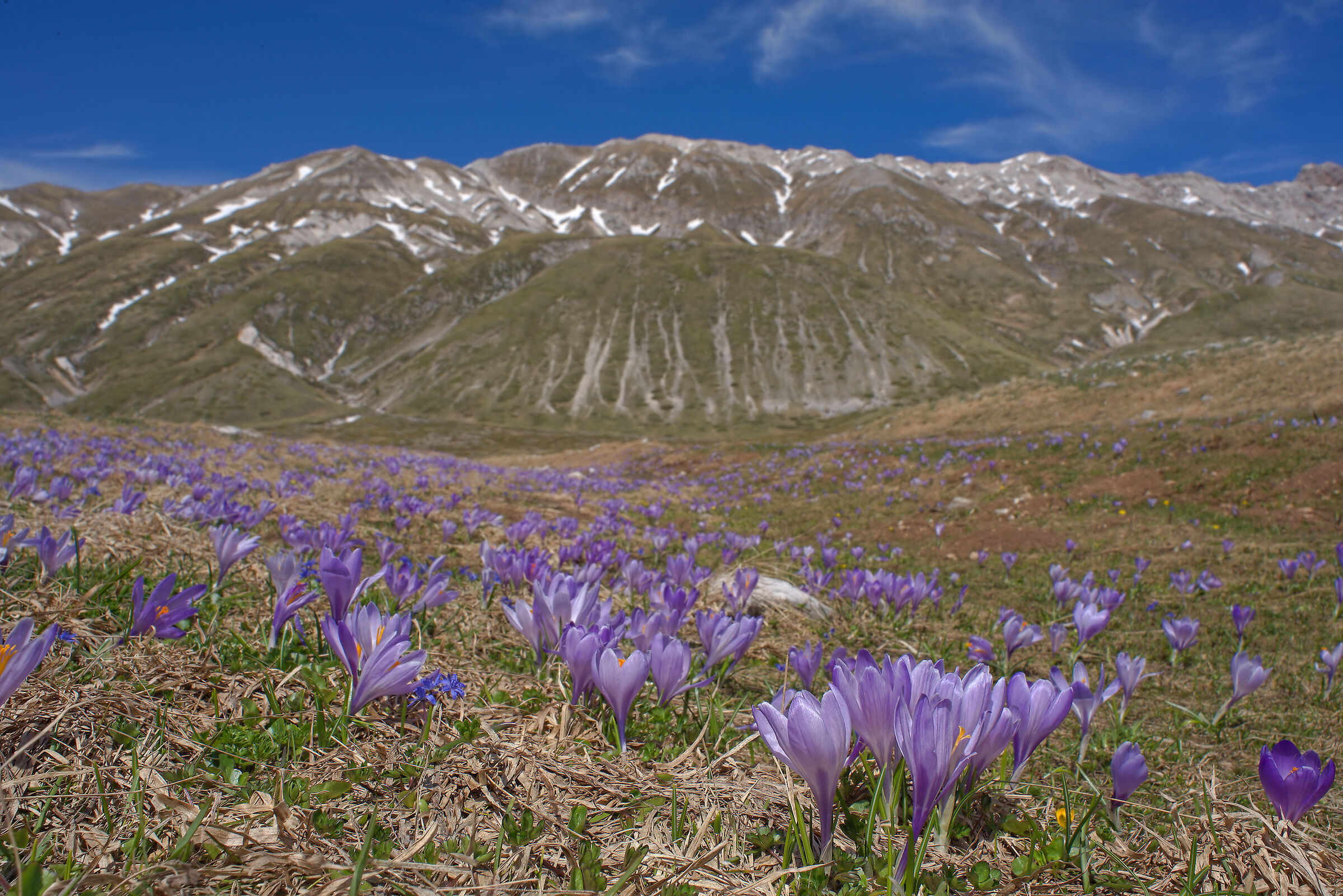 Fioritura di crocus a Campo Imperatore