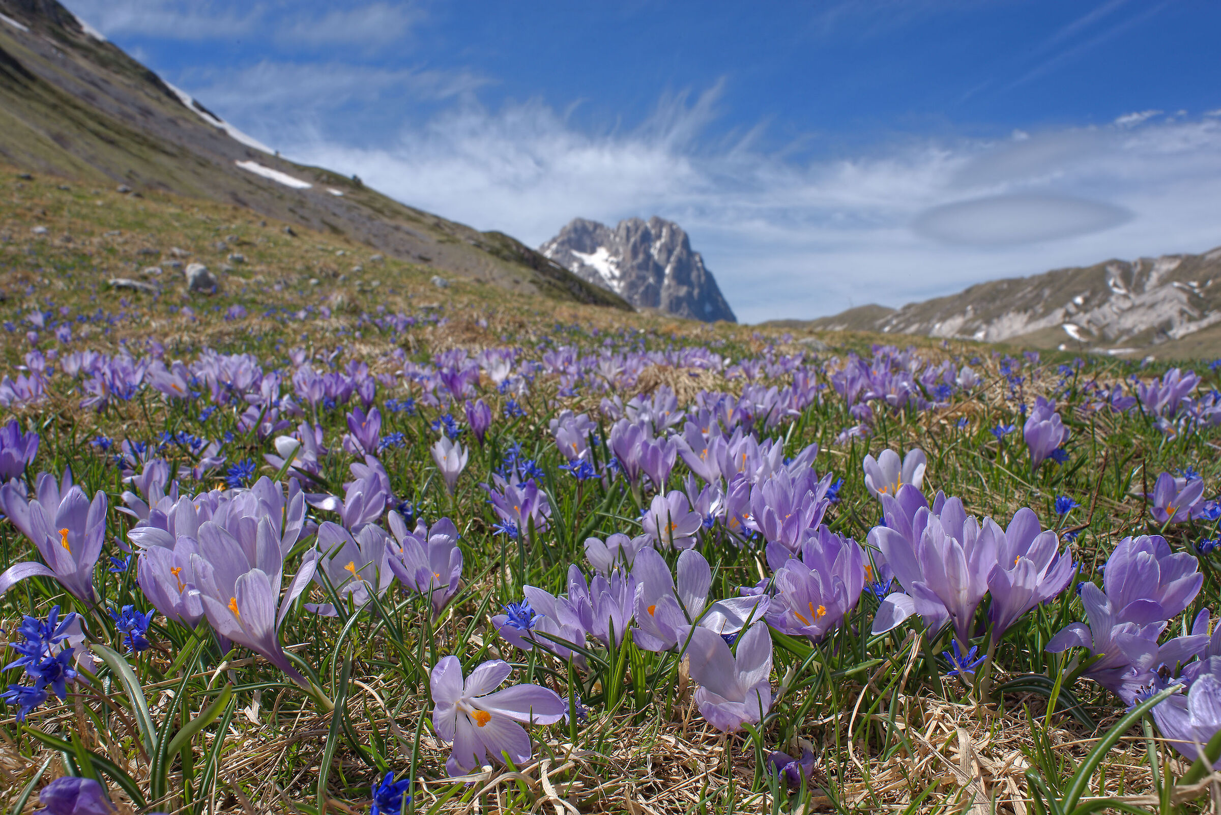 Fioritura di crocus a Campo Imperatore
