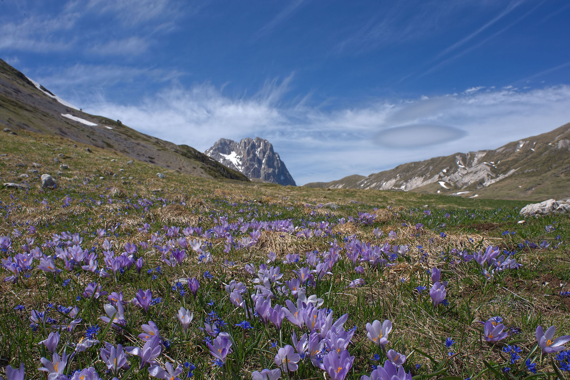Fioritura di crocus a Campo Imperatore