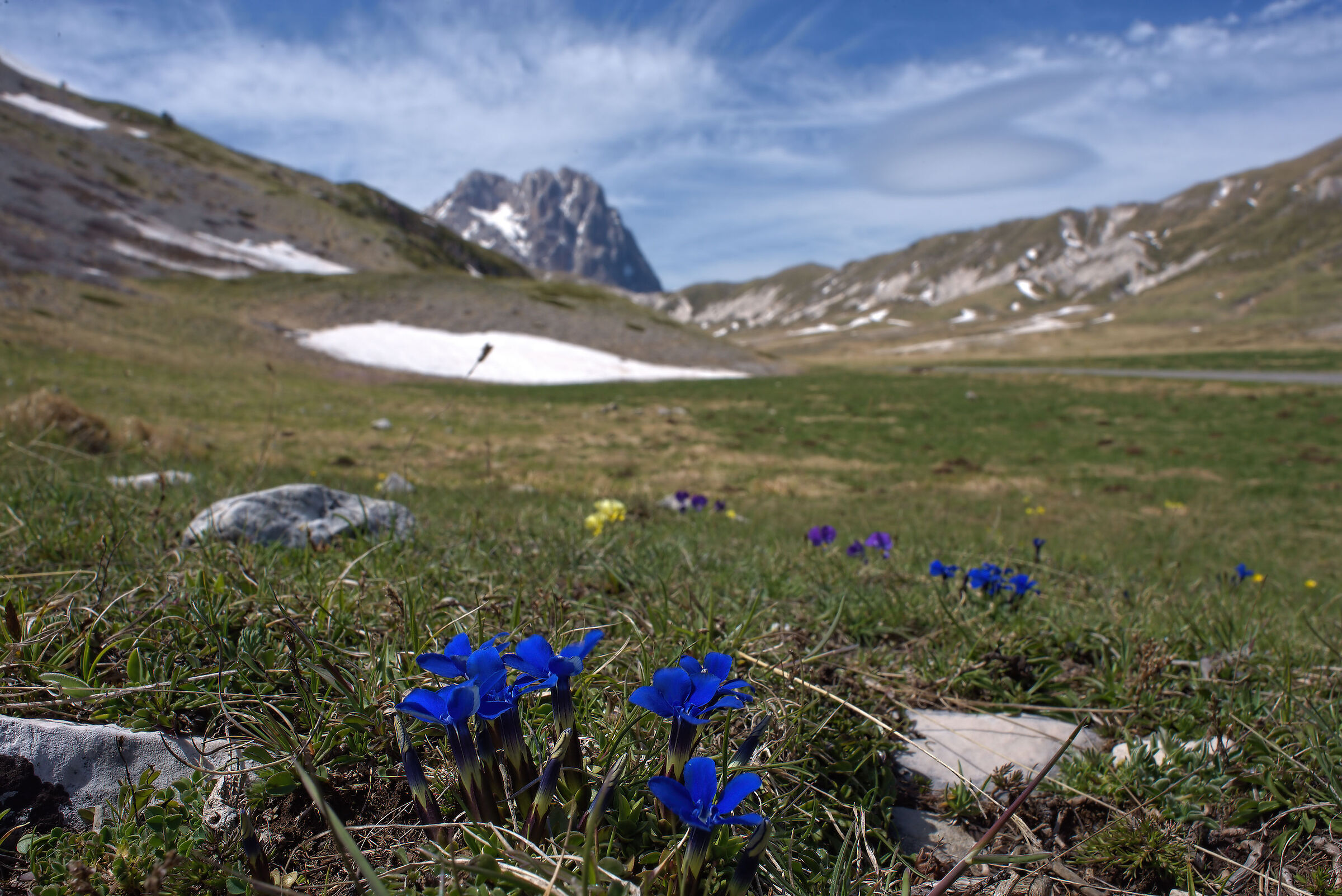 Genziane a Campo Imperatore
