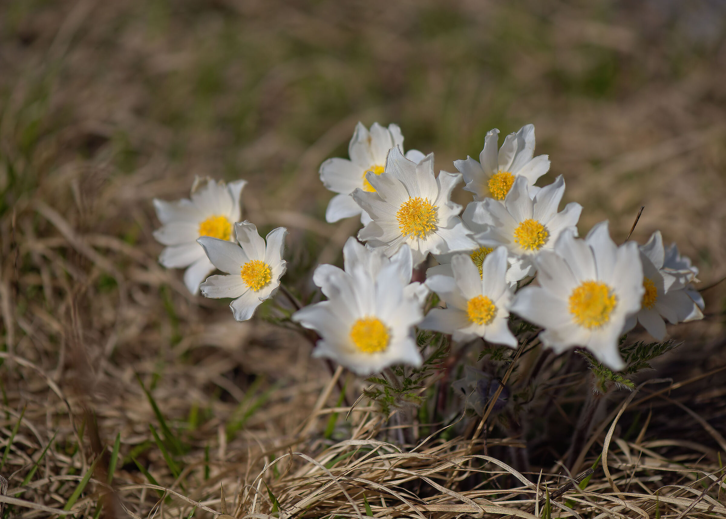 Anemone Alpine Pulsatilla