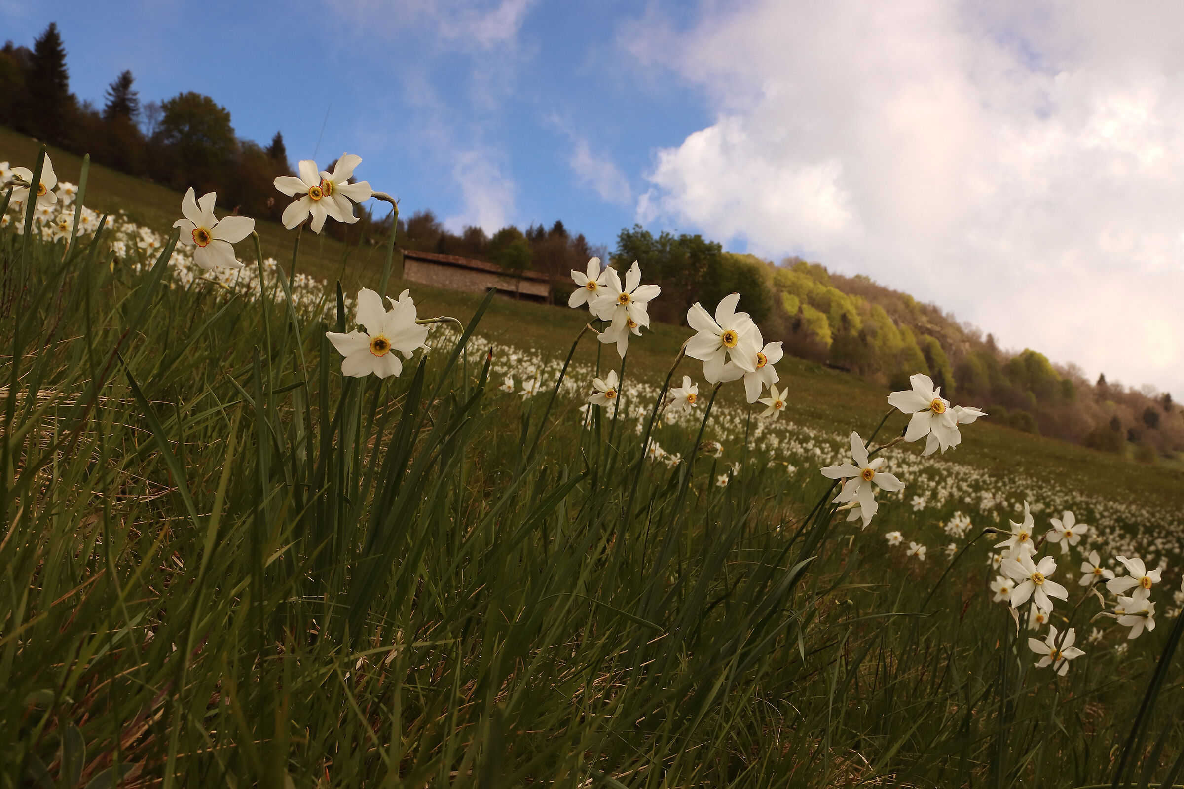 narcisi tra le nebbie