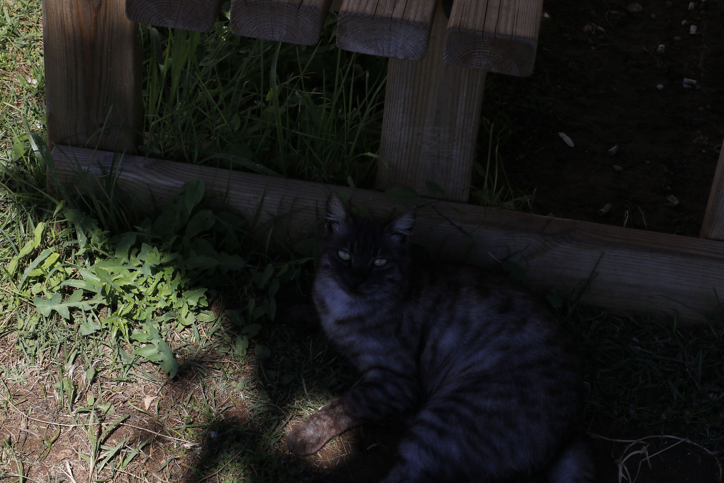 Milvus Zeiss 50, 1.4- Canon 7 D I I