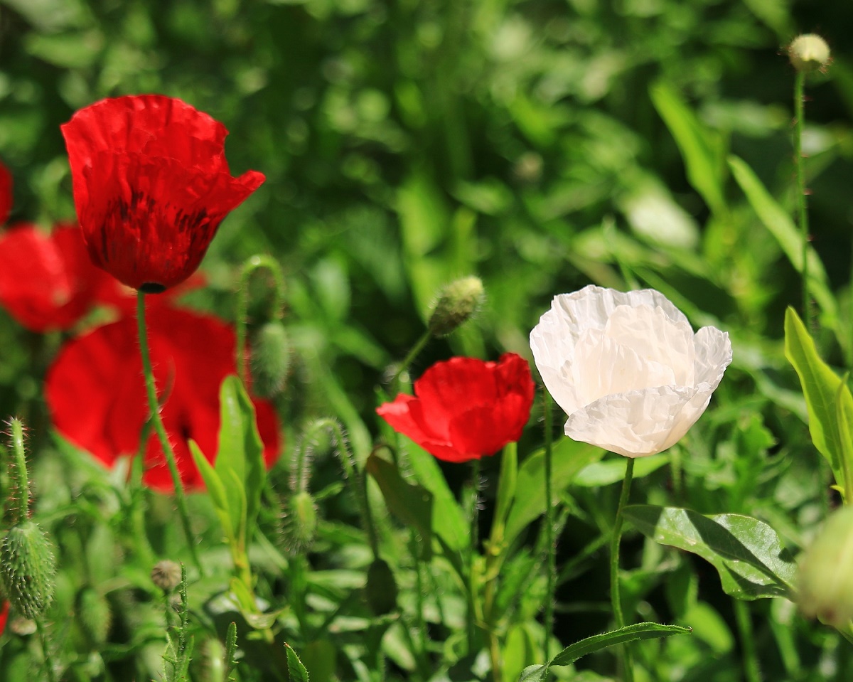 red and white poppies