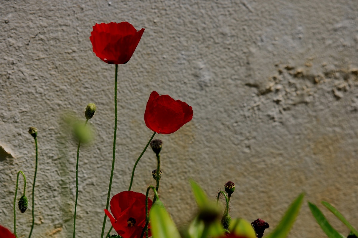 a picture of poppies