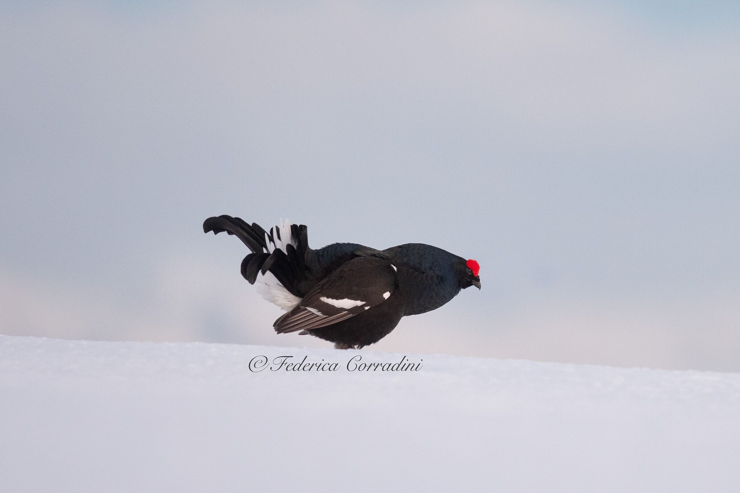 Il gallo forcello 18/05/2021