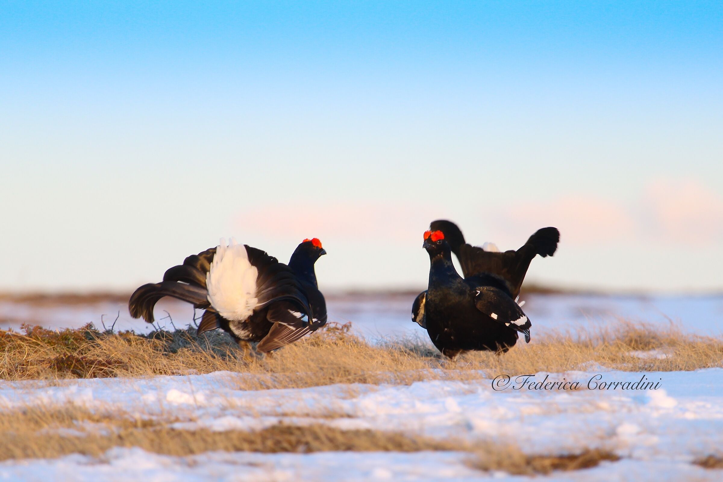 Pronti per lo scontro