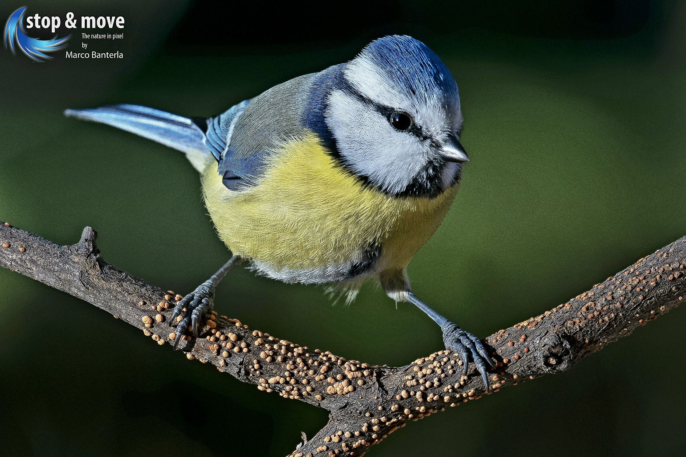 Cinciarella on set prepared ( 2020 )