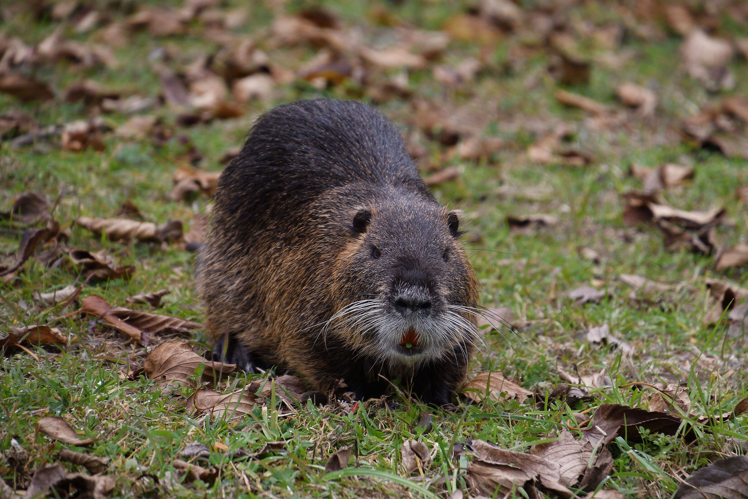 Che c'è da guardare?