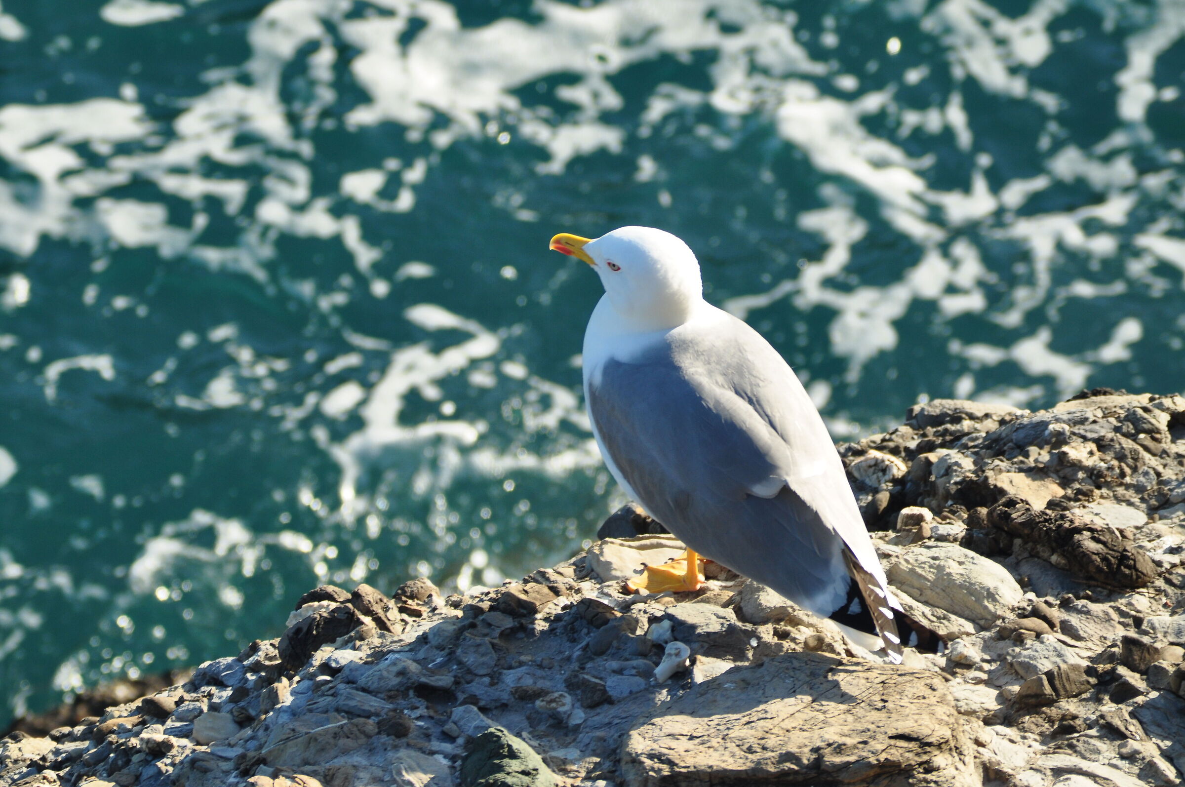 The guardian