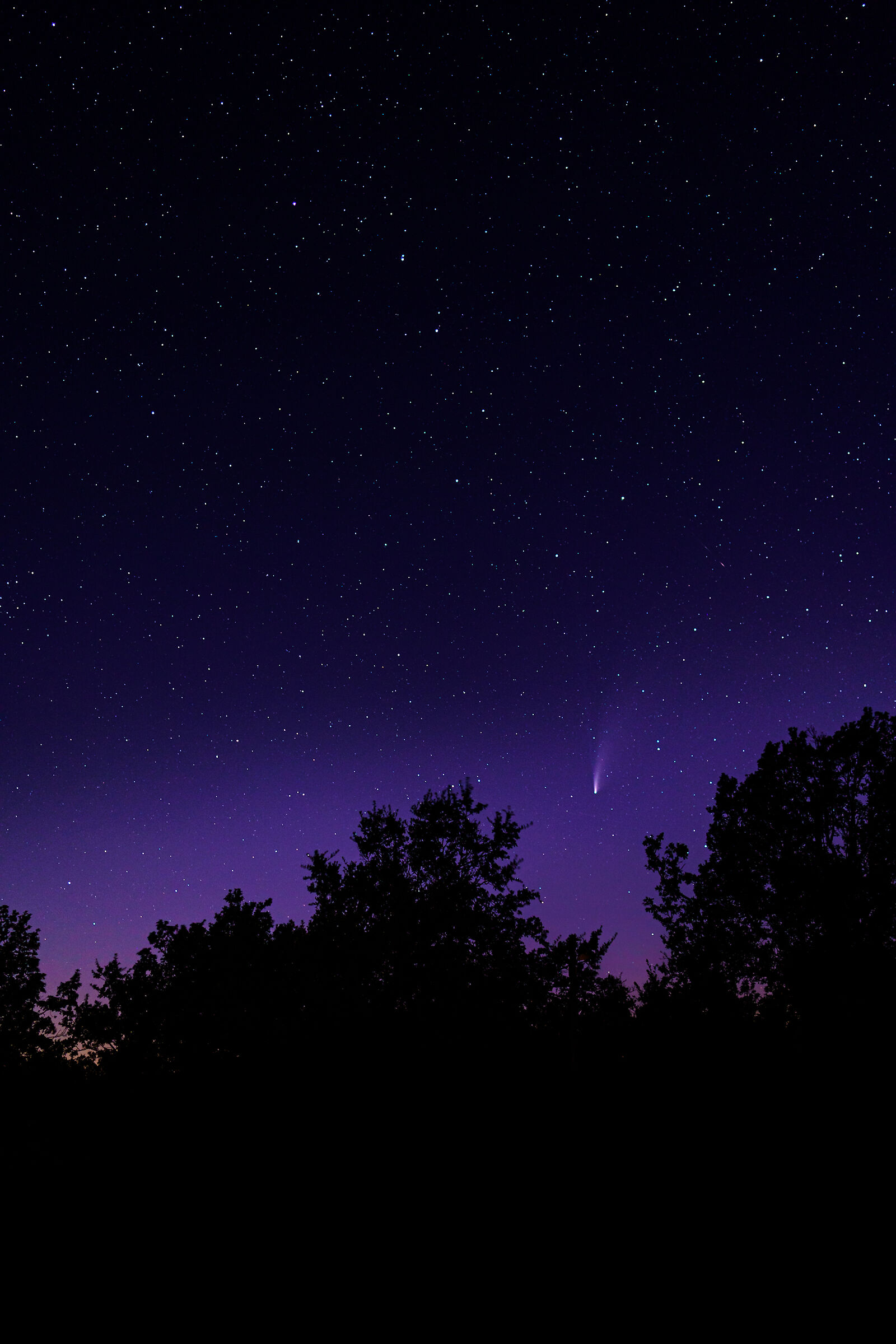 Cadendo tra gli alberi