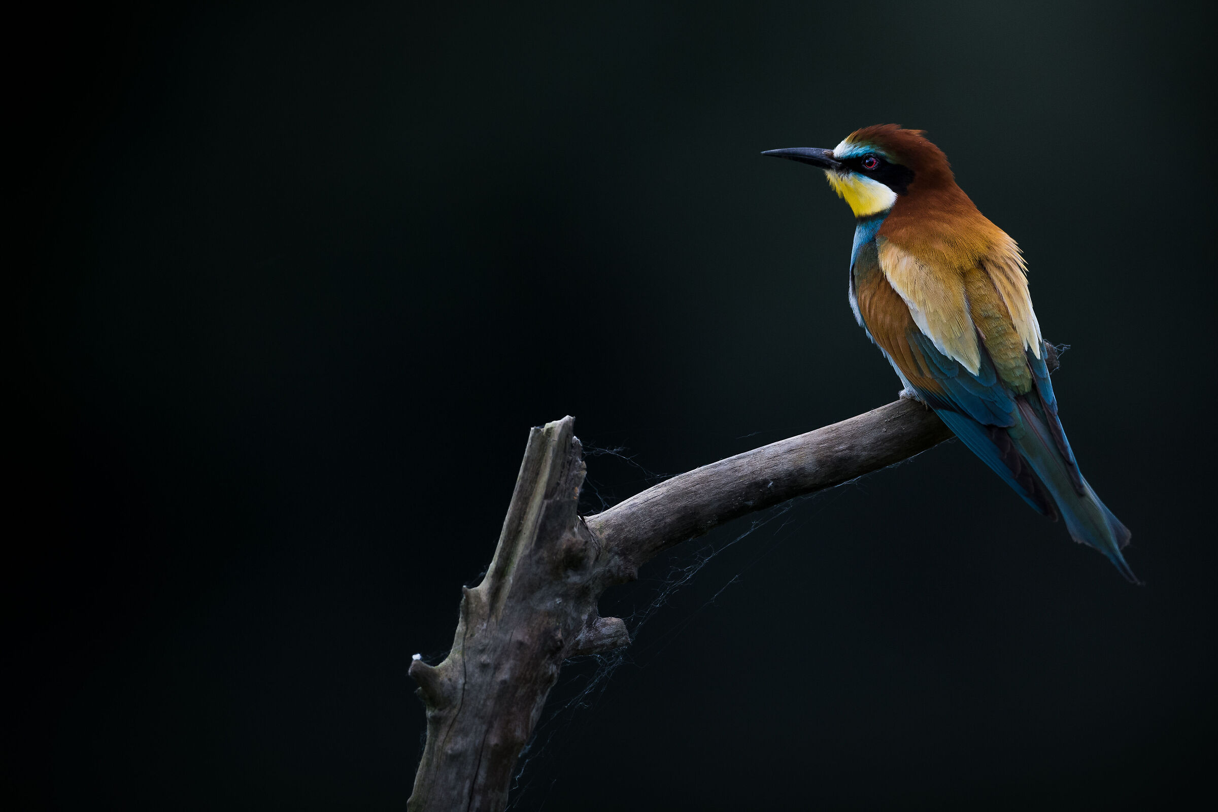 bee-eater