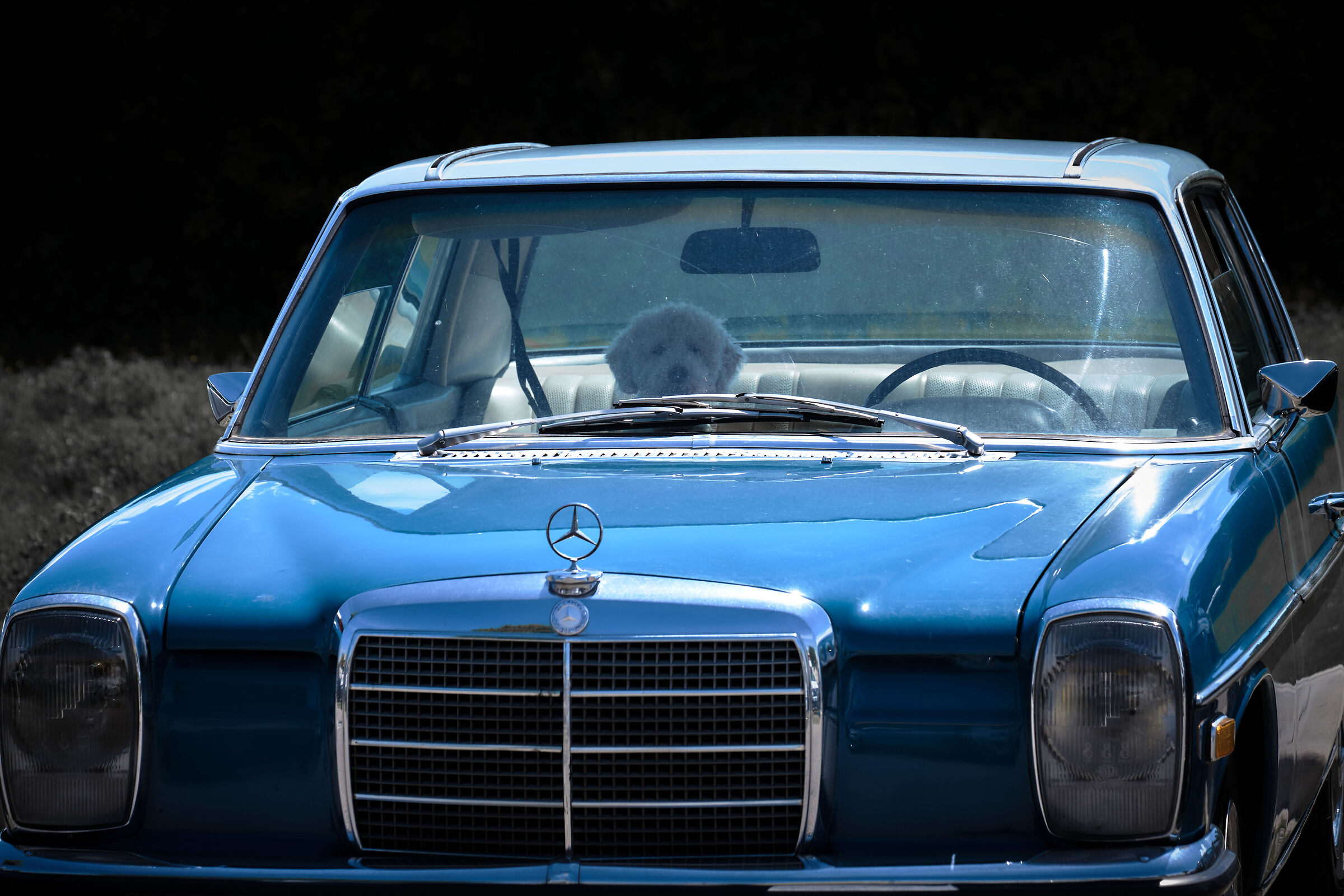 Waiting for the chauffeur...