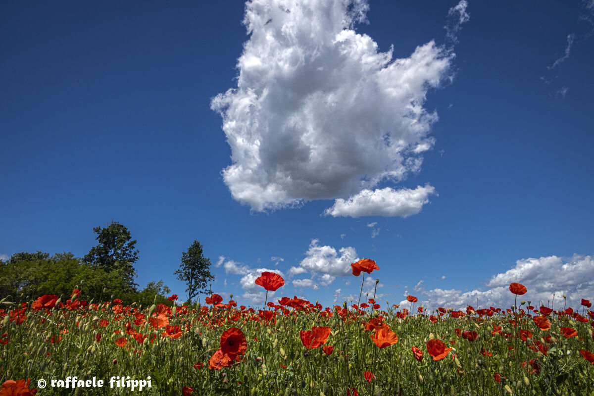 Poppy red, meadow green and sky blue