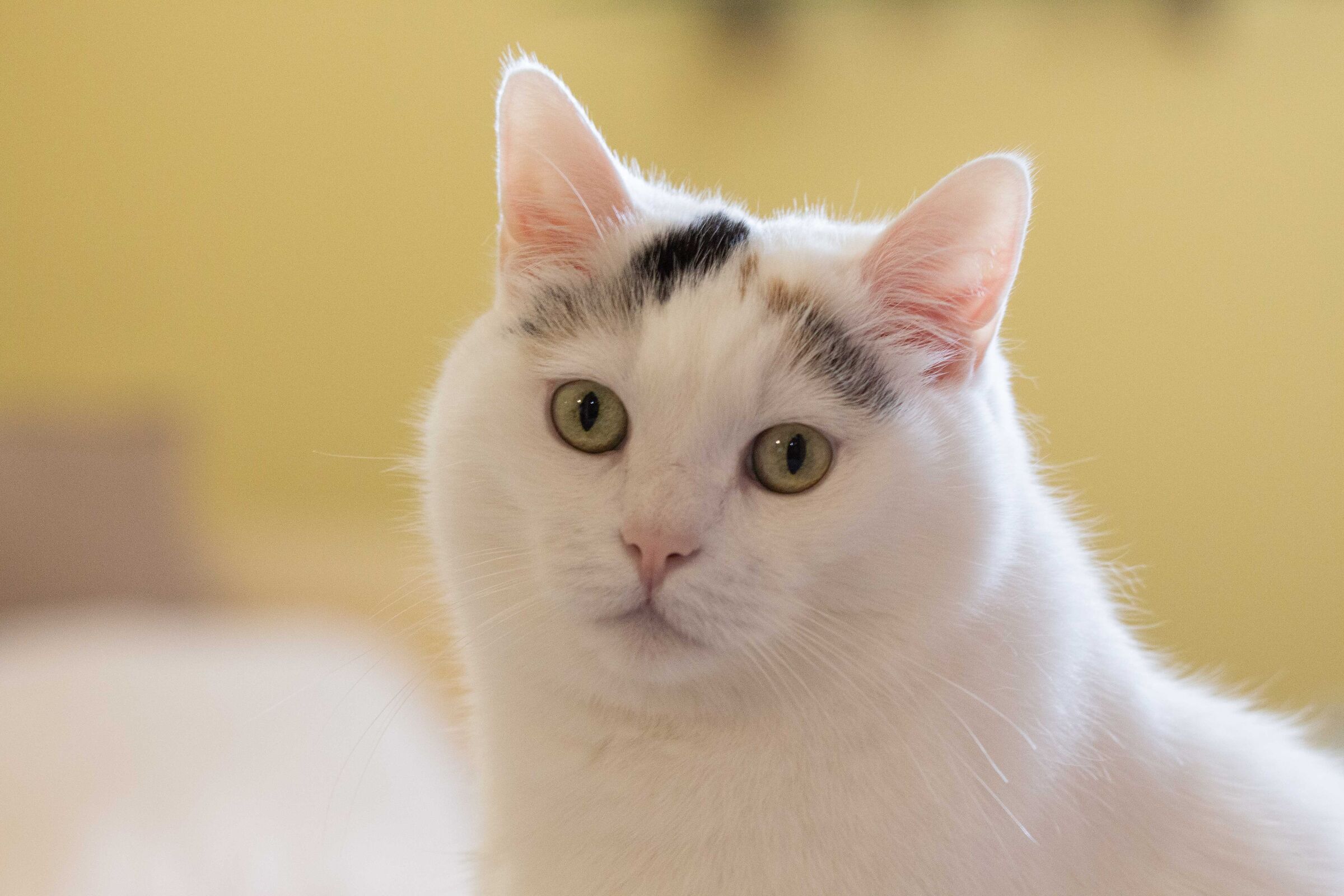 Maya, five kilos of softness!