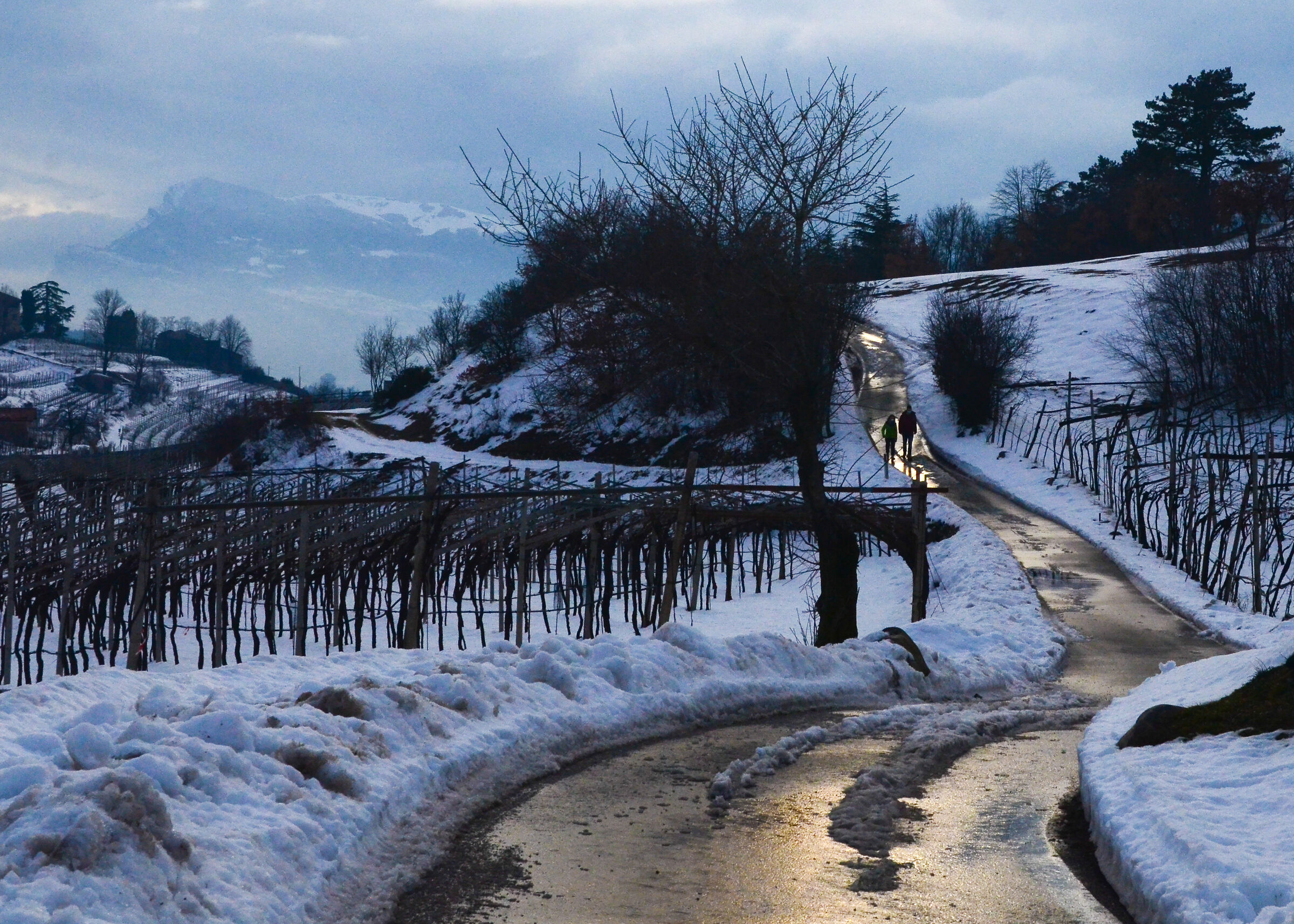 Bosco della città