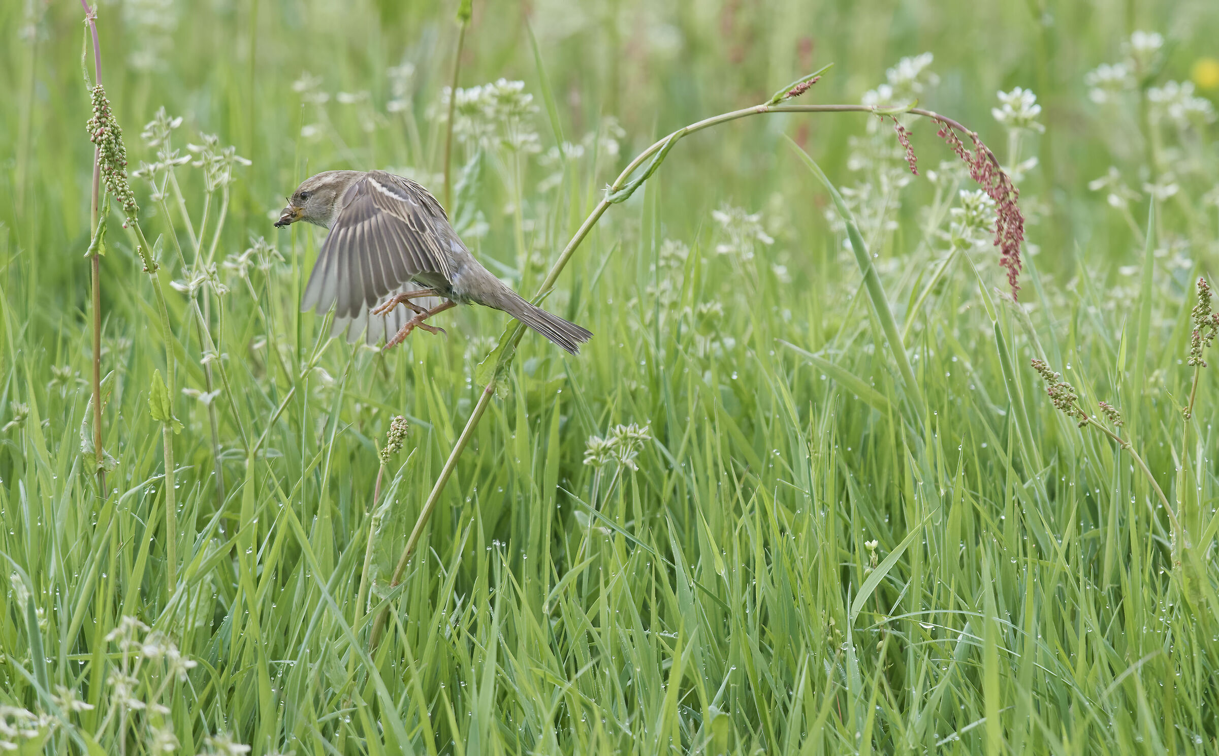 House Sparrow with food for the little ones