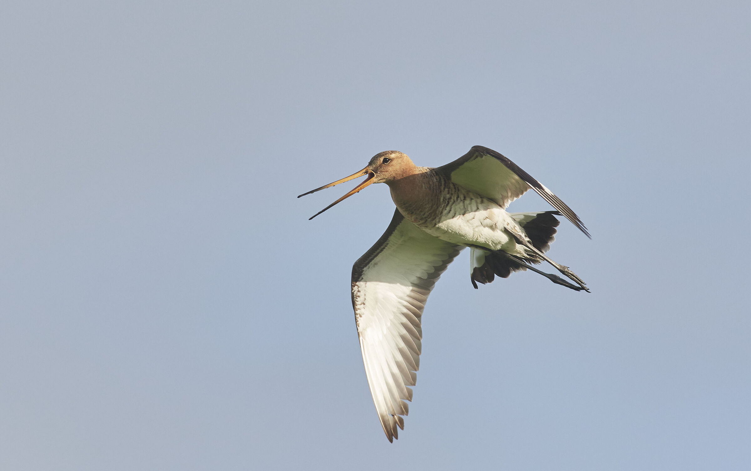 Blacktailed Godwit