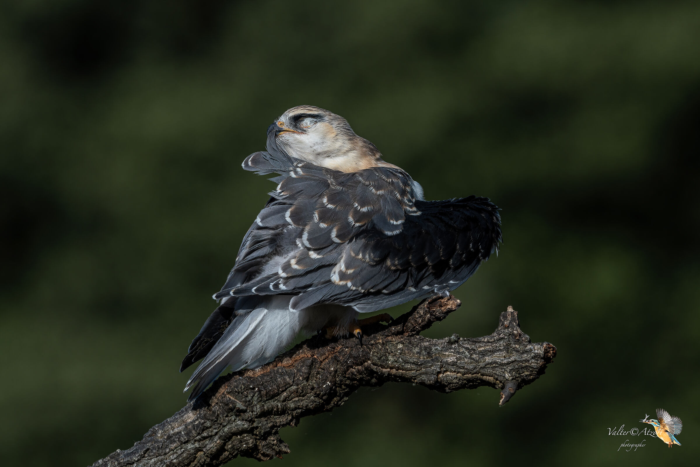 Nibbio Bianco si liscia le penne