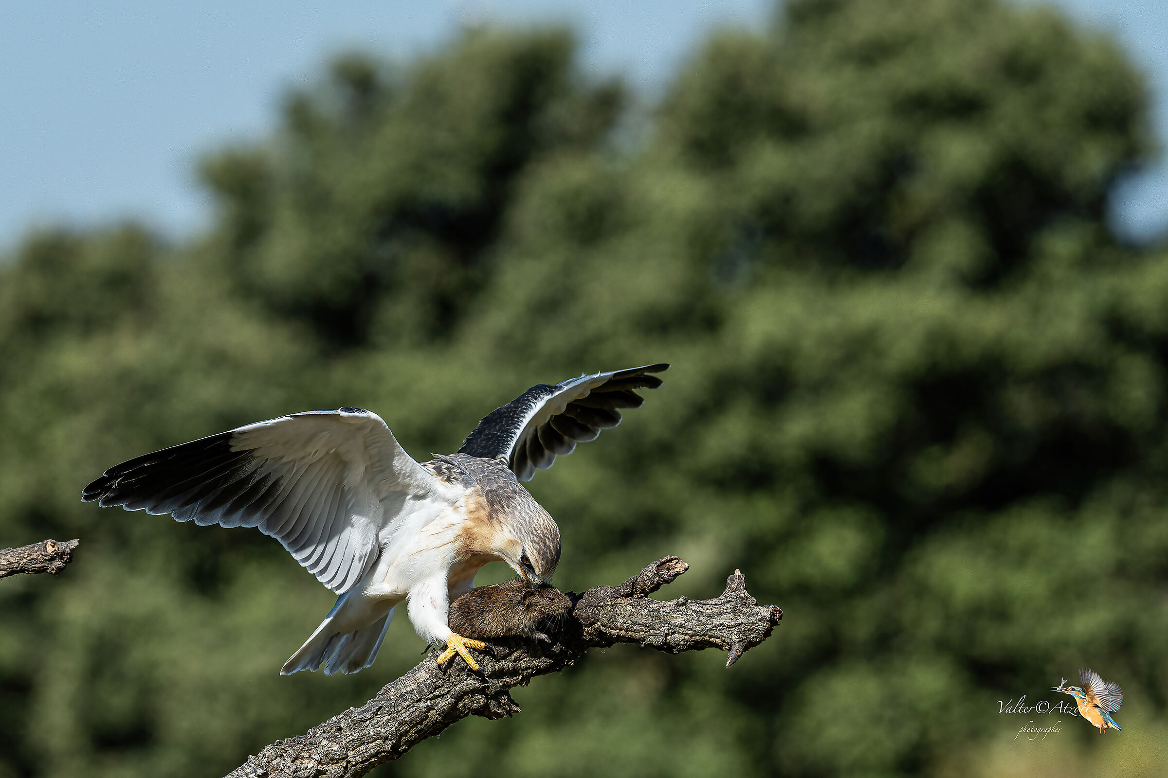 Nibbio Bianco con preda