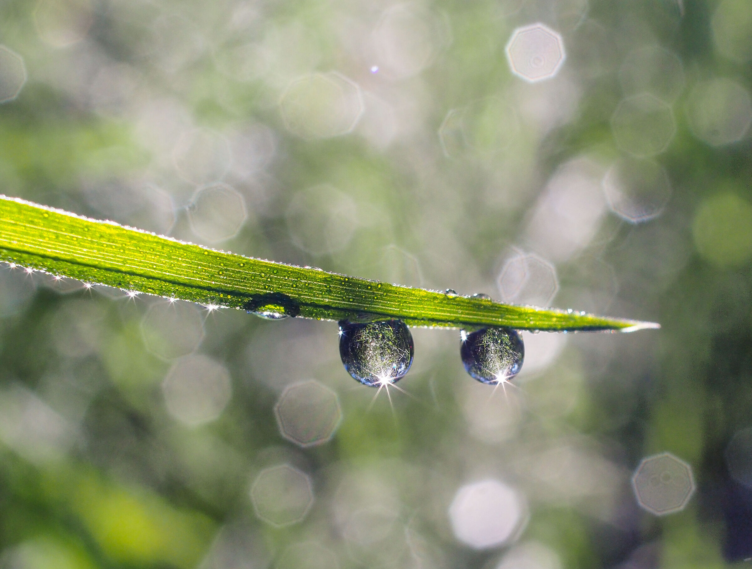 Just water and light. (Dew)
