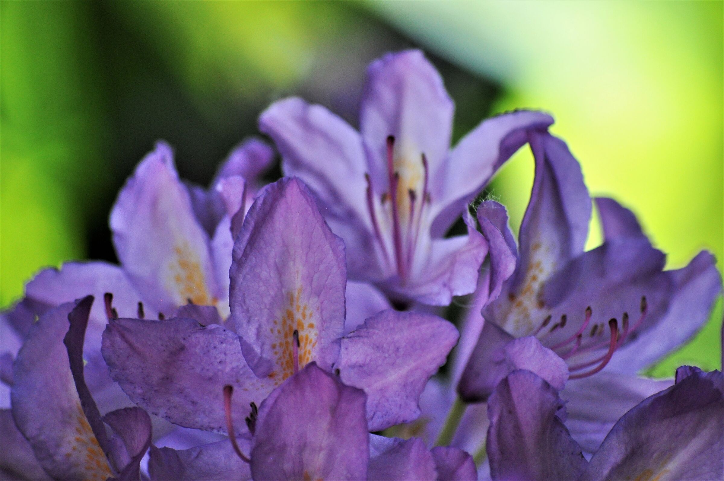 ..trasparenze... rododendro