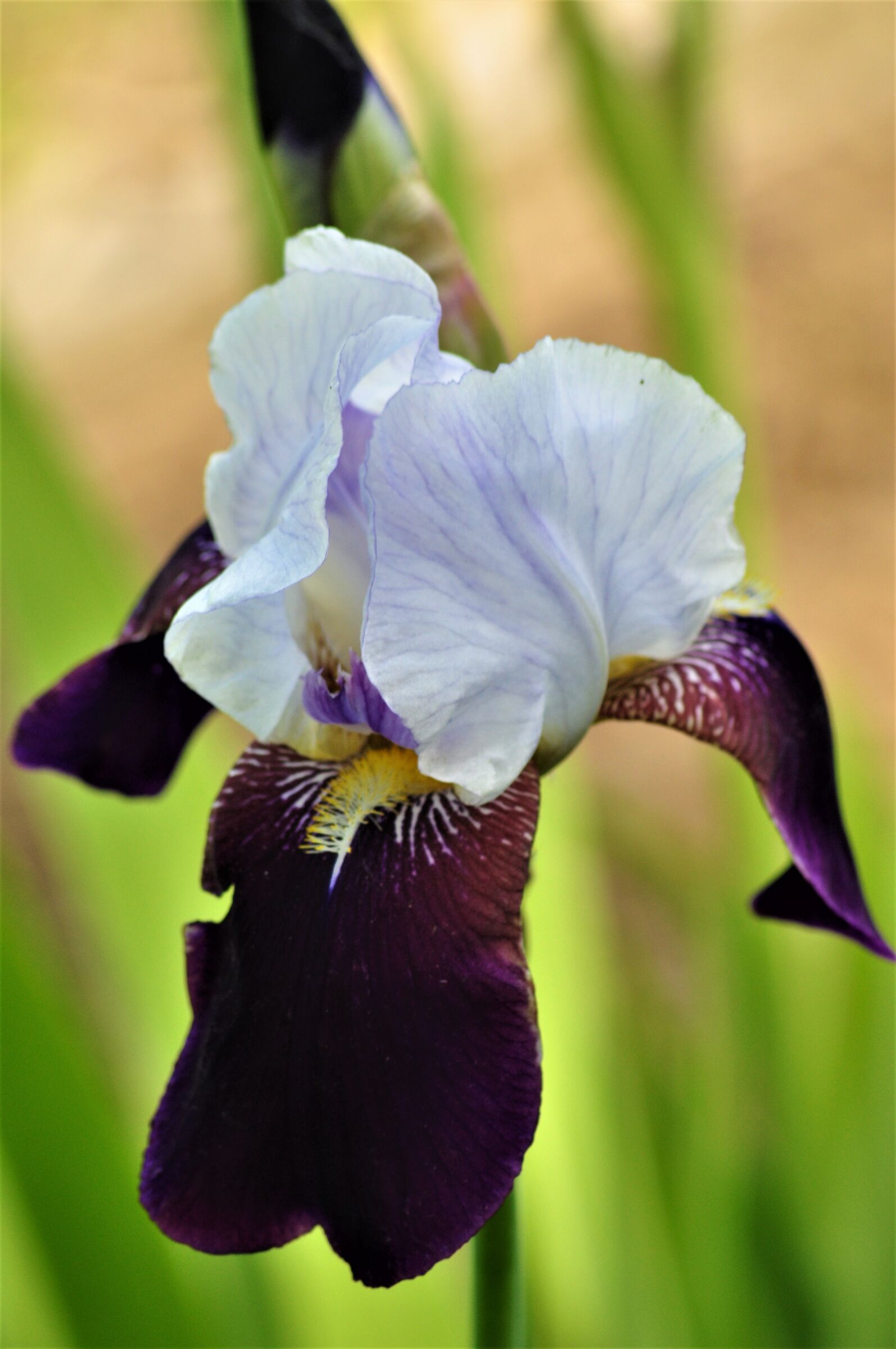 ..magia di iris..