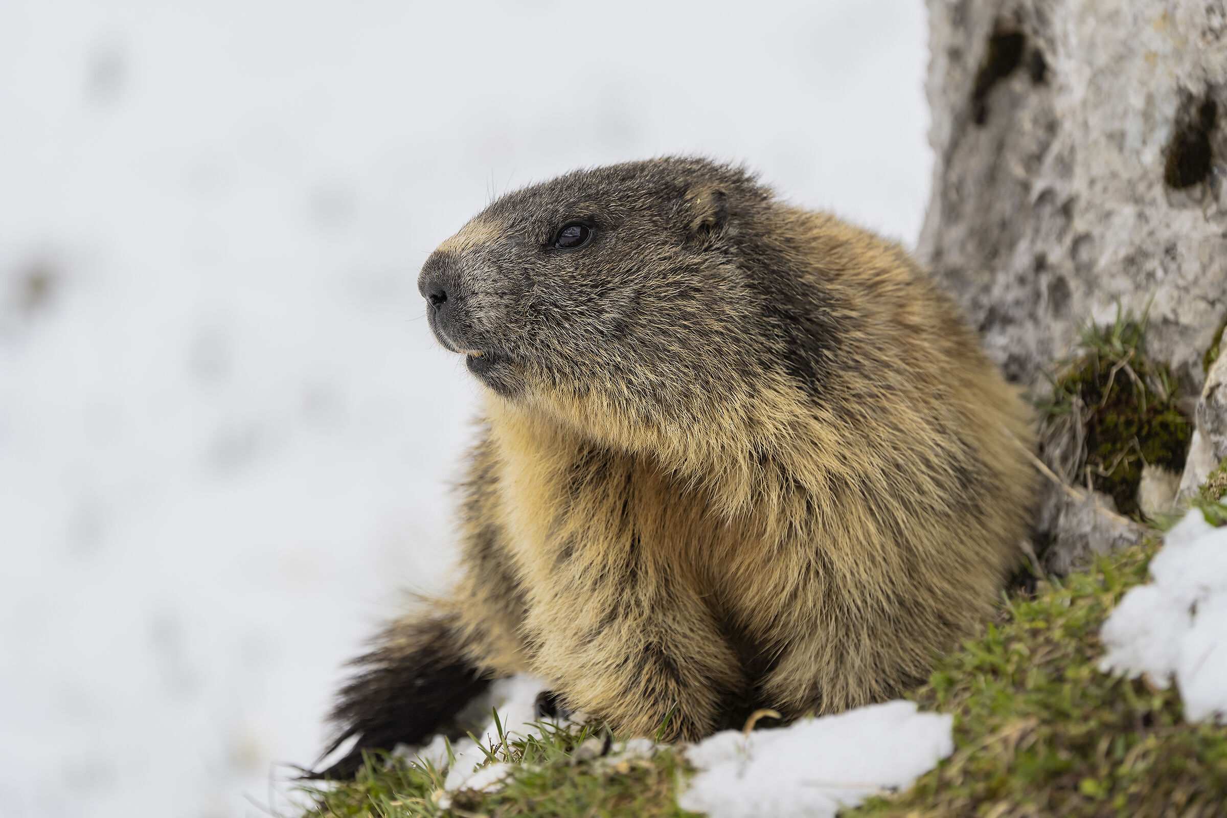Marmotta