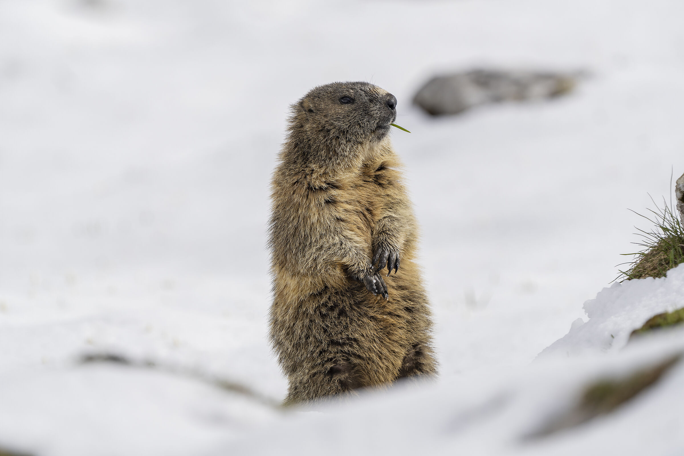 La sentinella nella neve