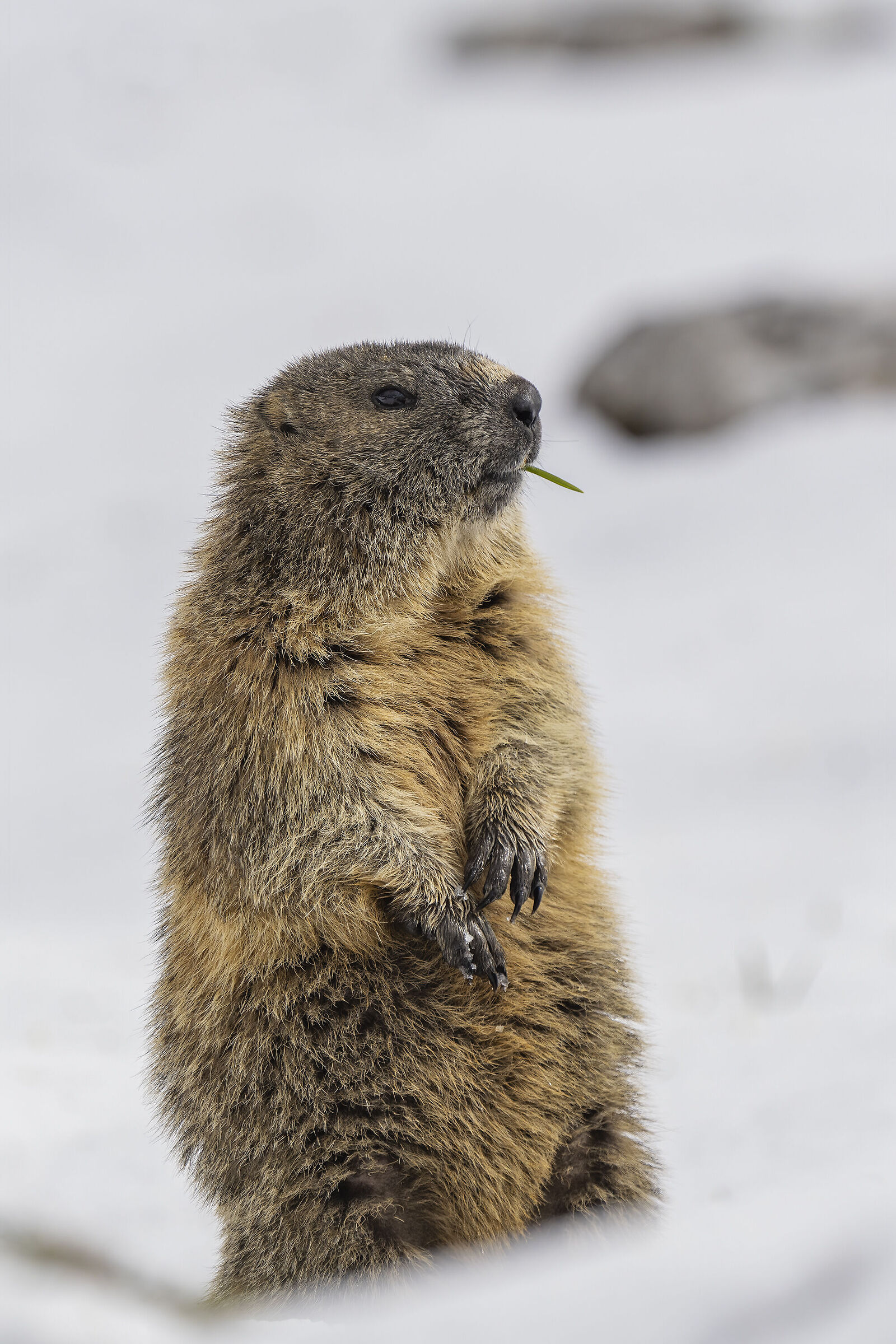 Marmotta
