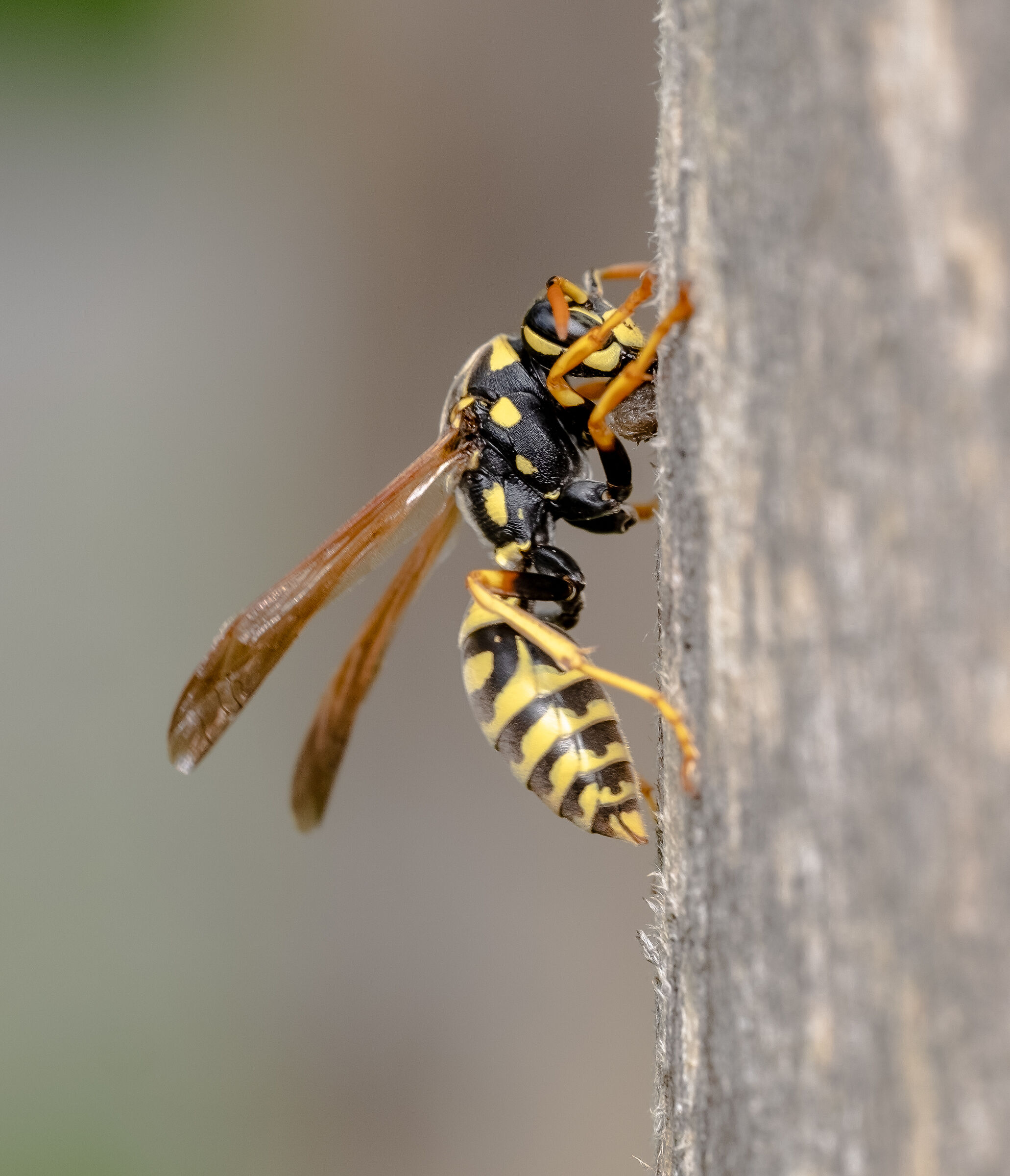 Wasp