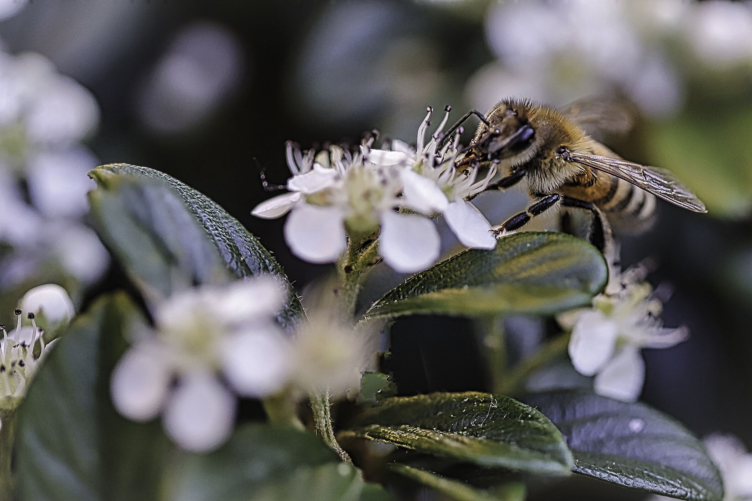 sono una piccola ape