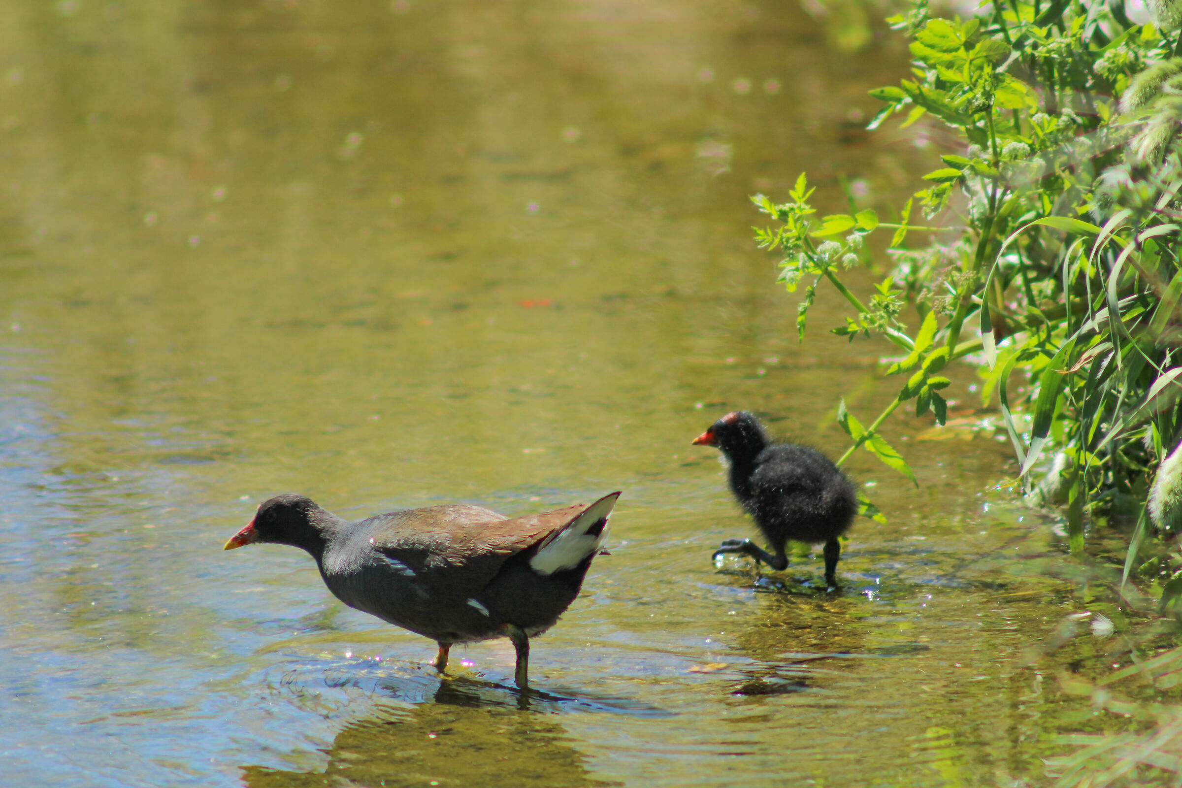 Water gallinule