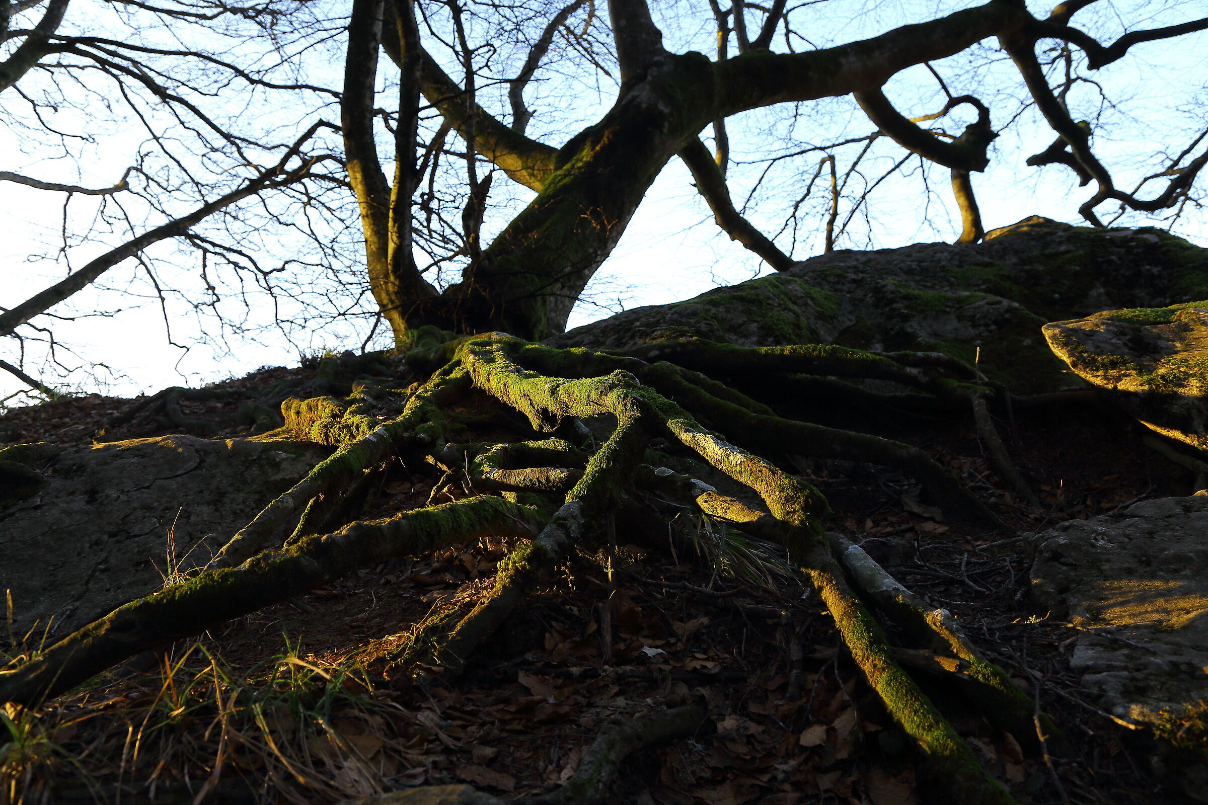 Radici nel "crudo sasso"