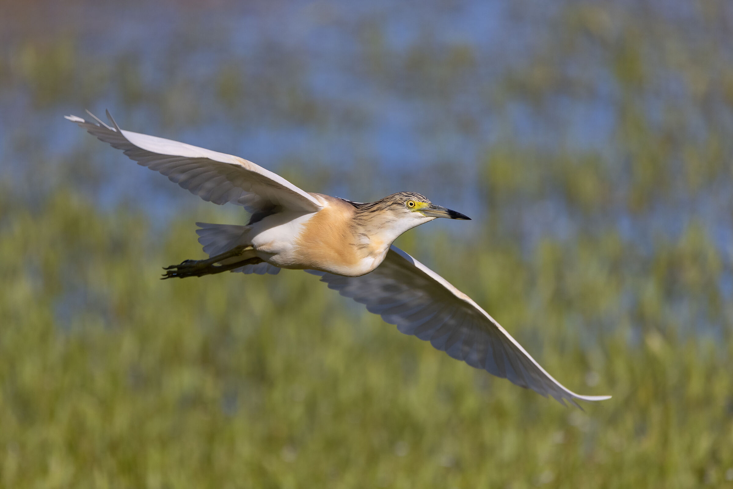 Sgarza Ciuffetto in volo