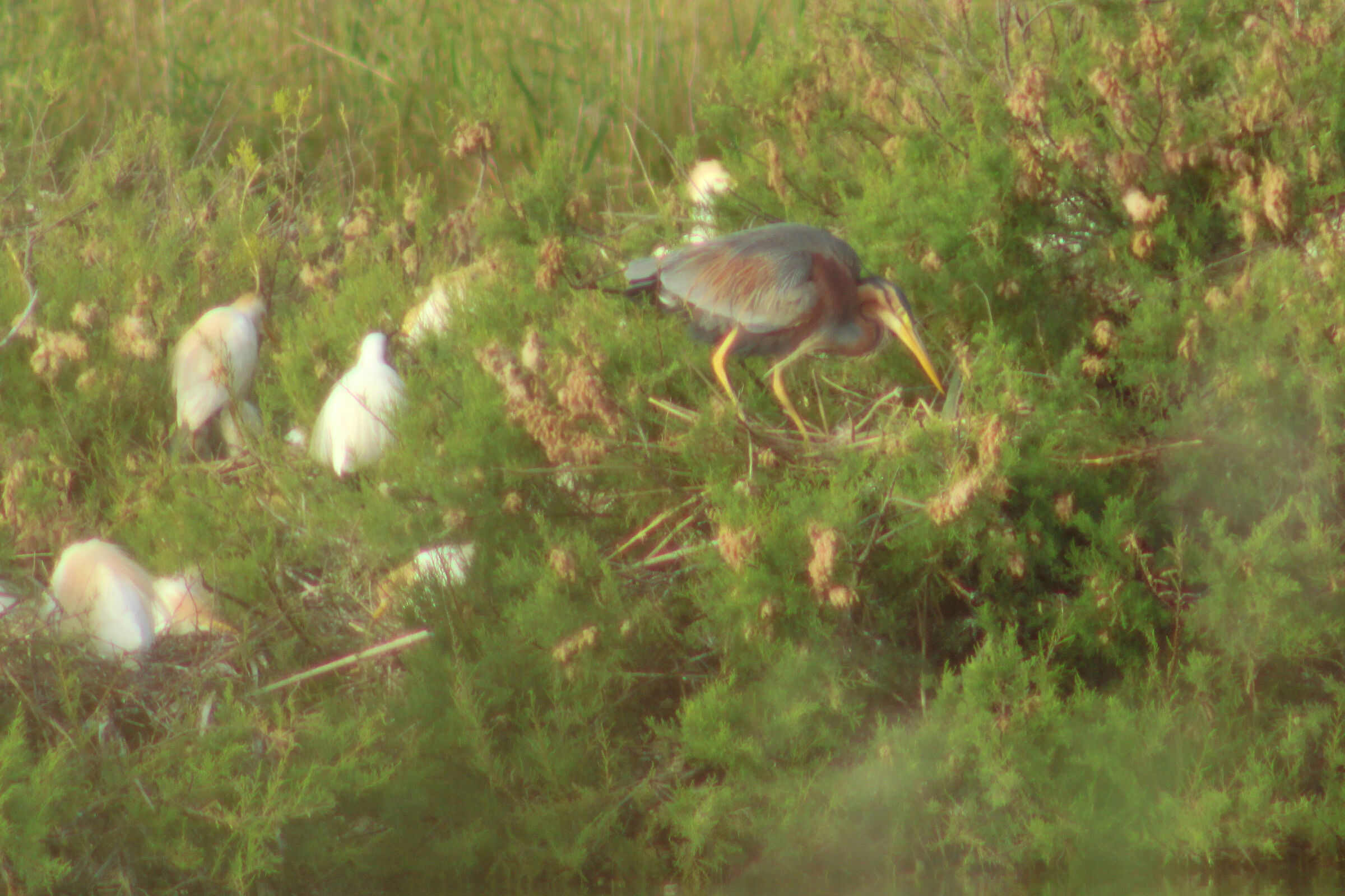 purple heron