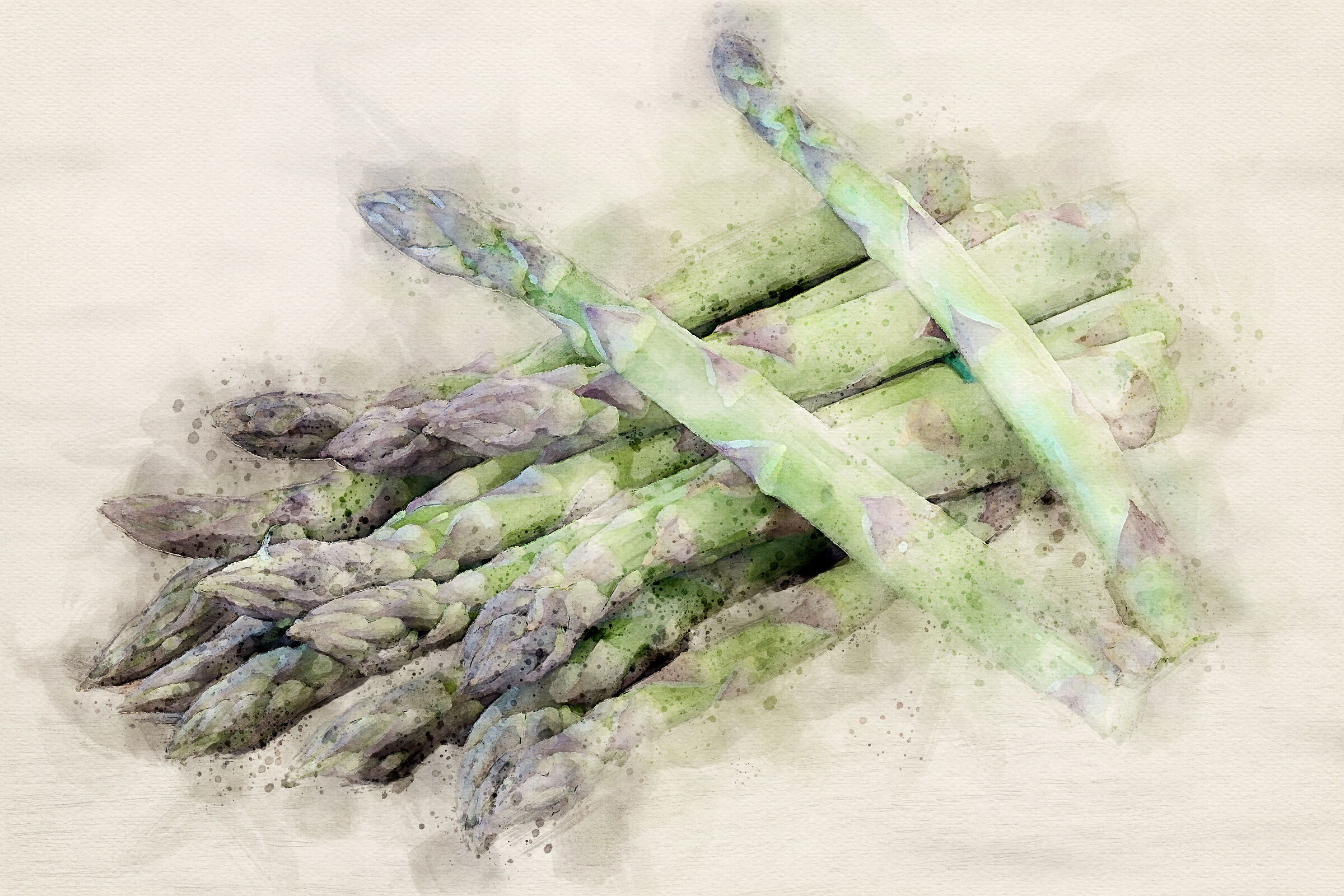 asparagi verdi disegno