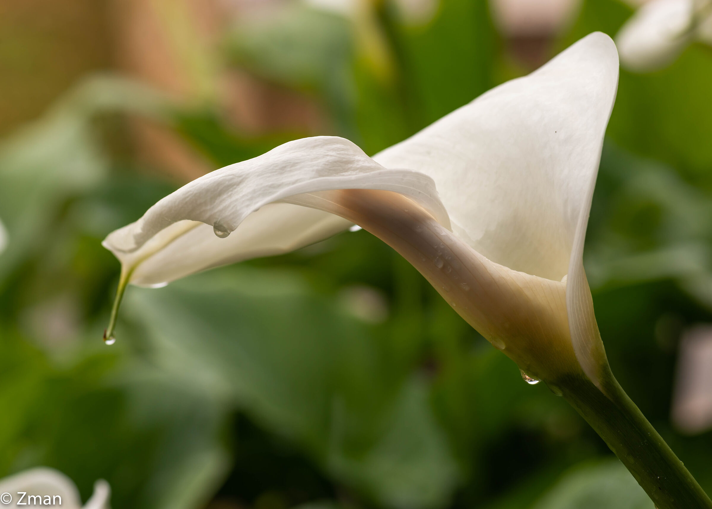 Lilly and Rain Drops