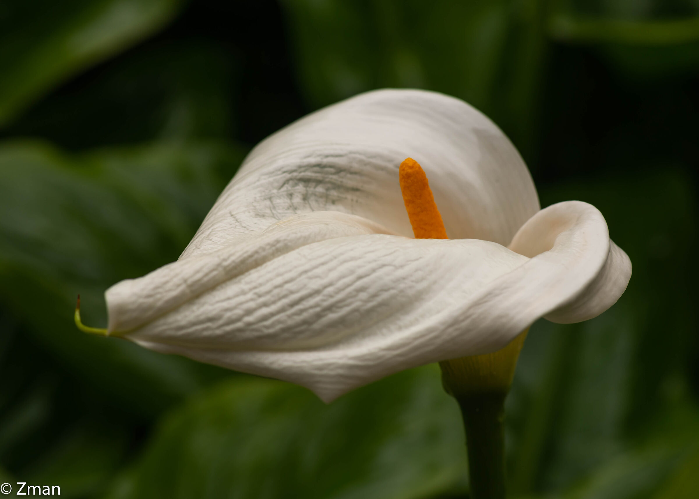 Lilly and Rain Drops