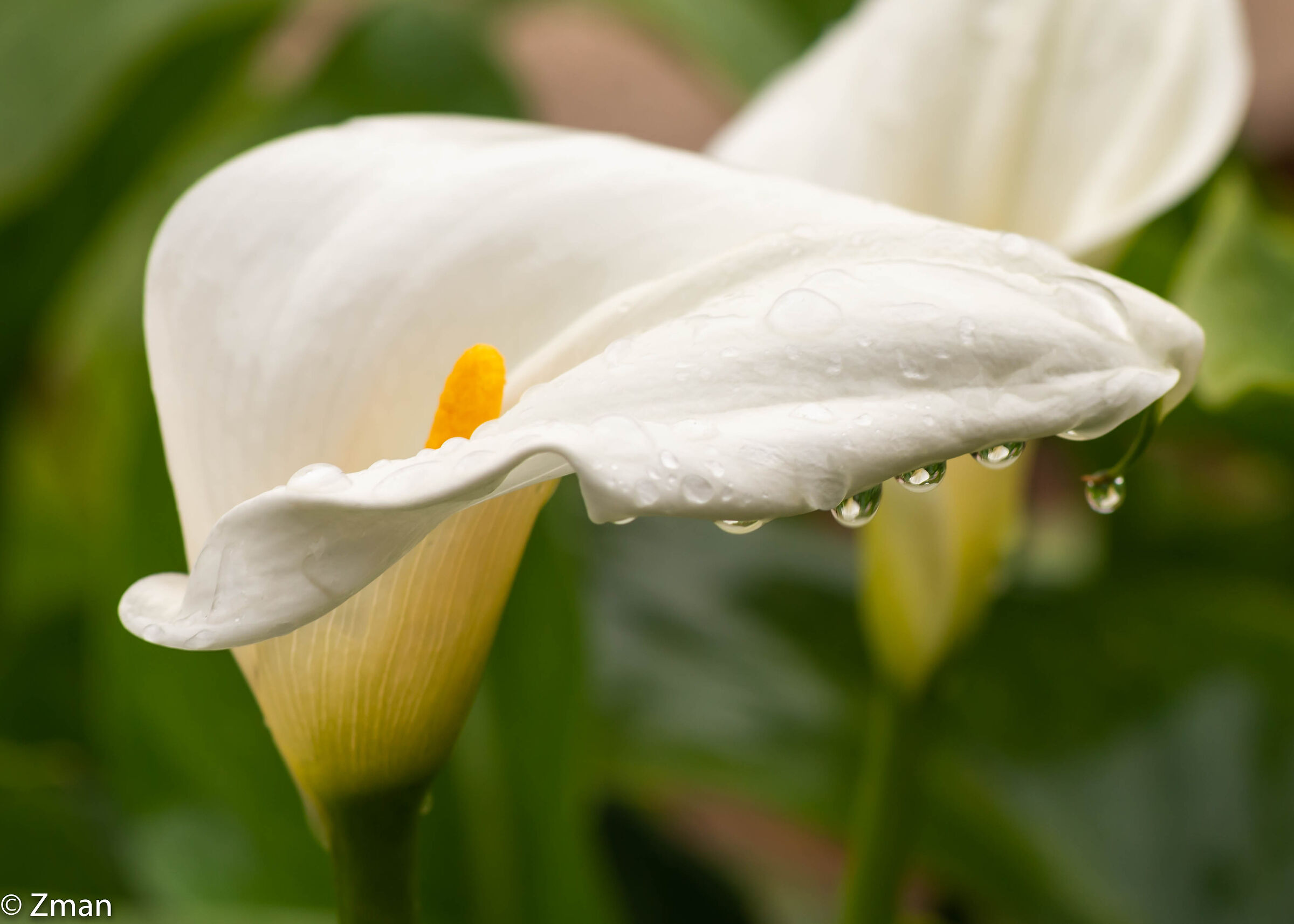 Lilly and Rain Drops