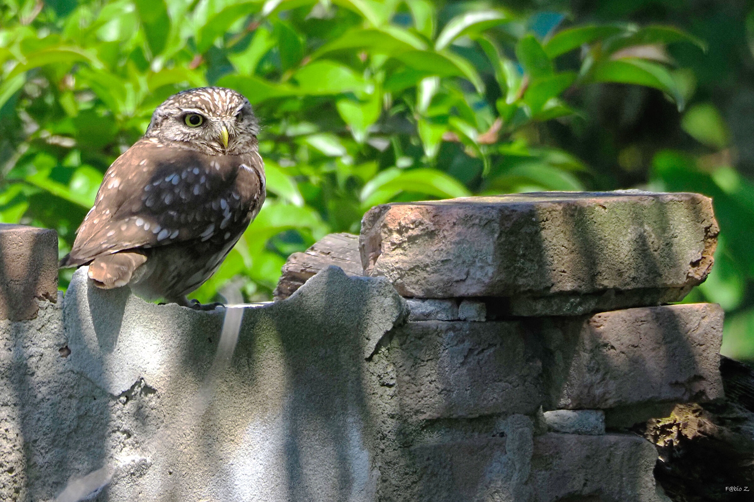Owl on ruins