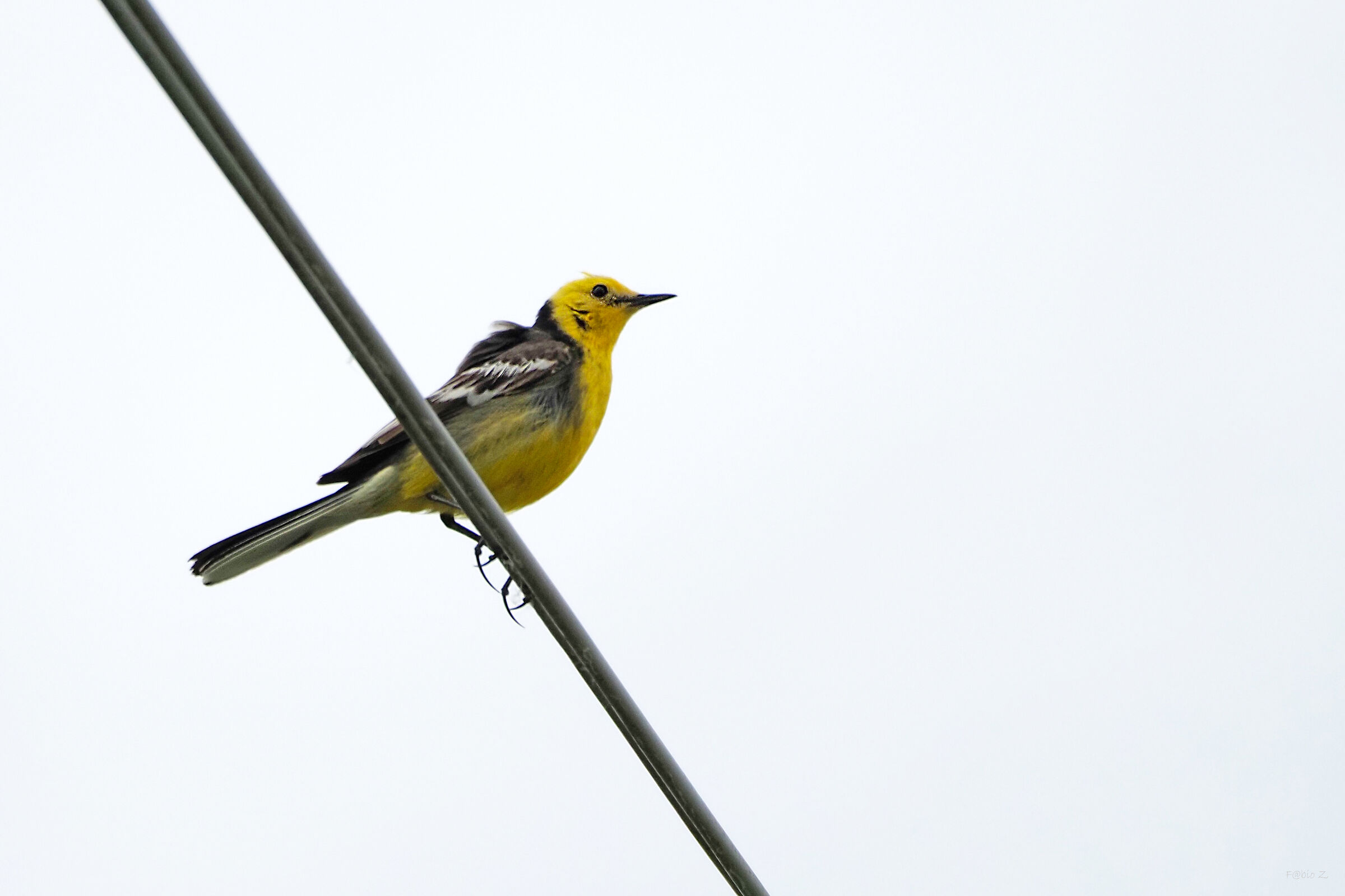 Cutrettola testa gialla orientale