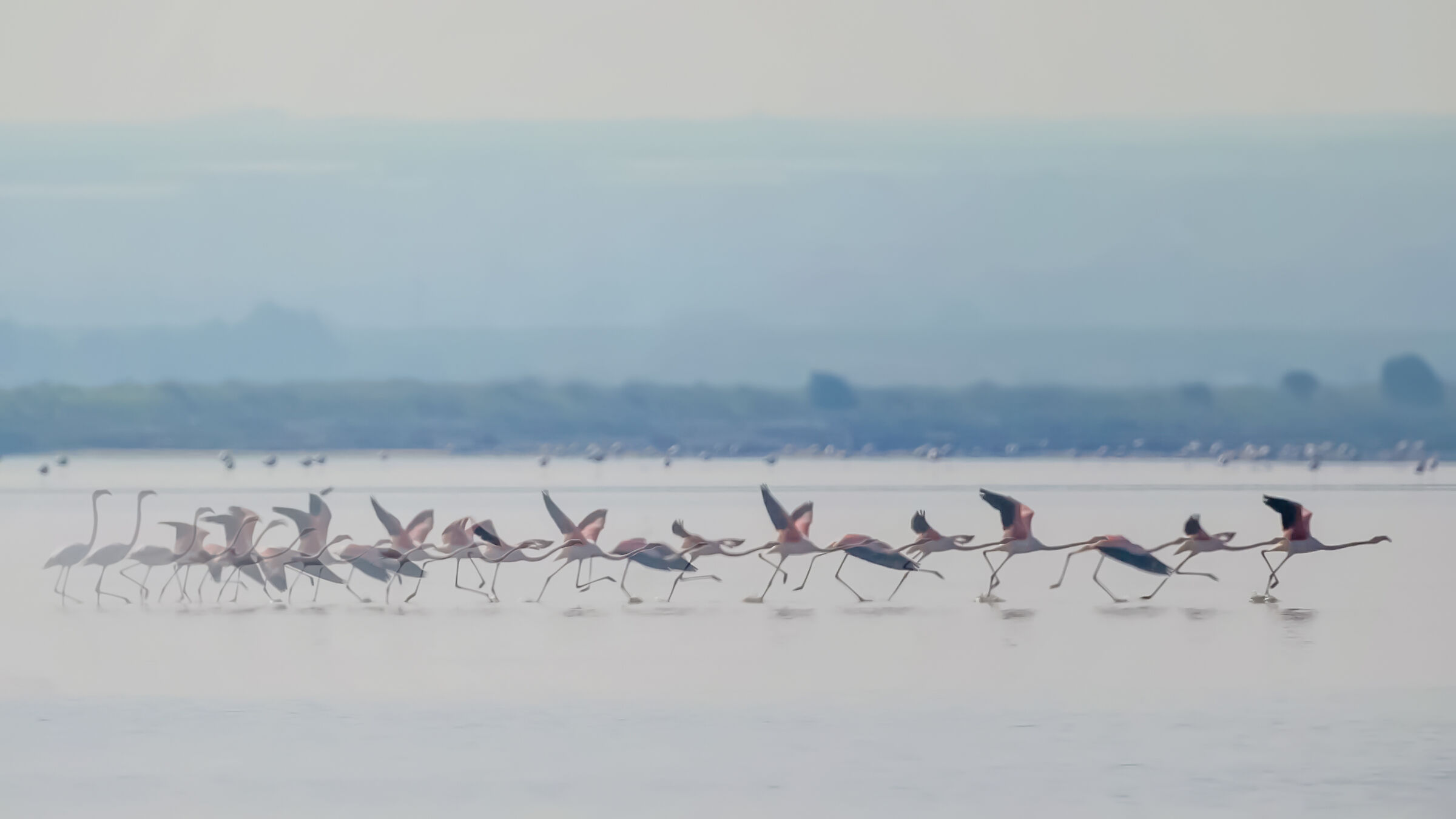 L'armonica del fenicottero